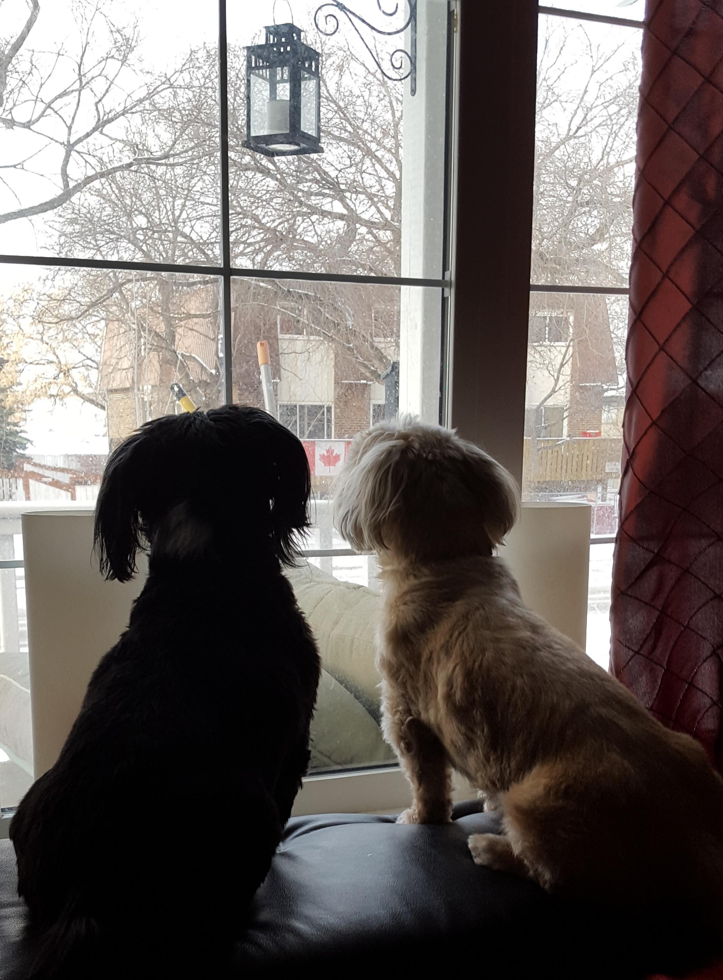 (OC) My two cute guard dogs aww