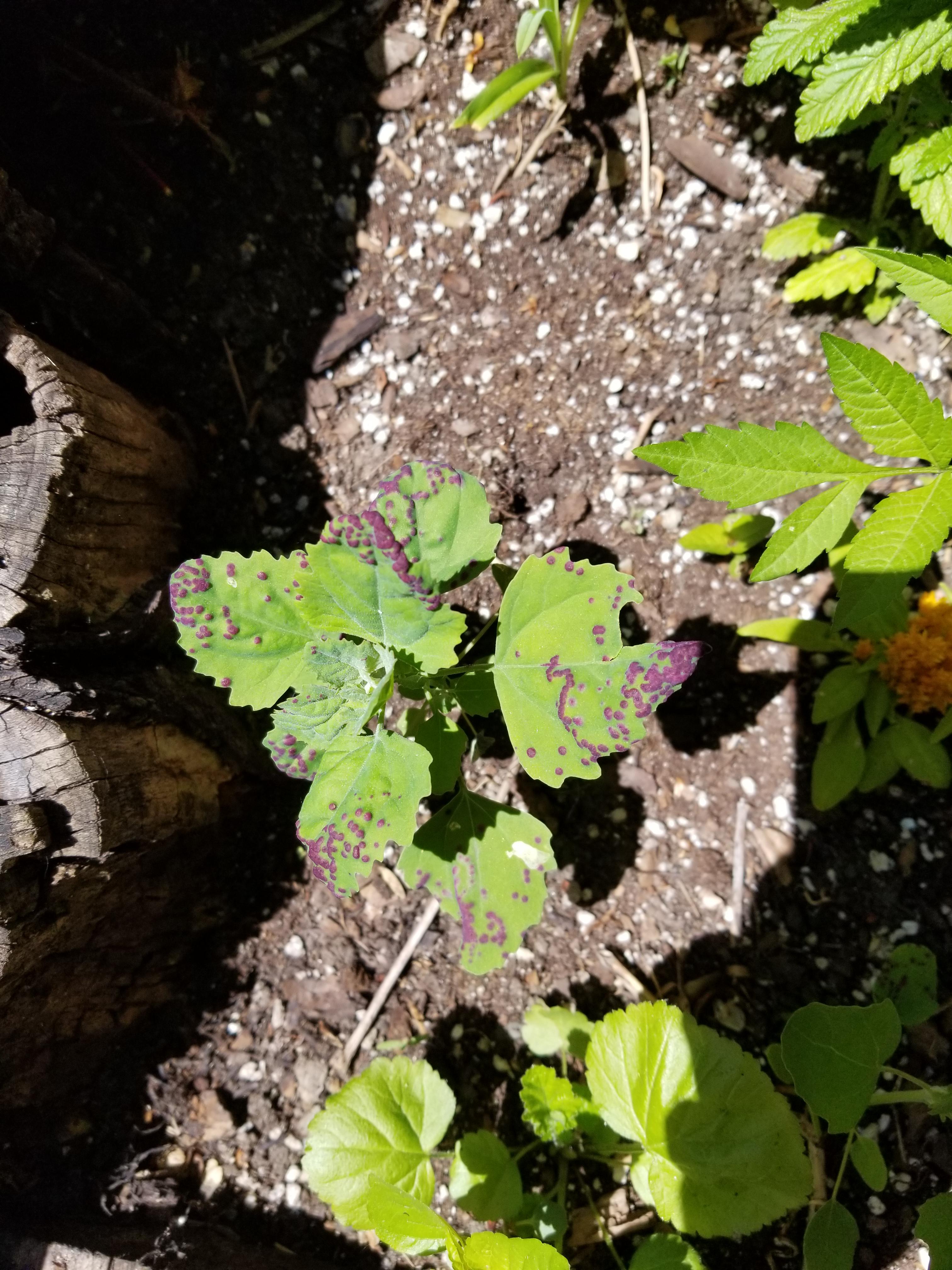 Why does this plant have purple spots? I've seen it with red spots and I've seen it spotless