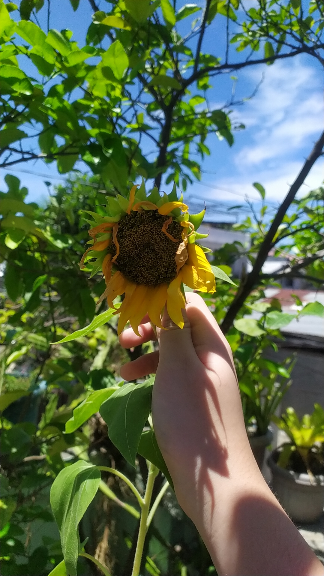 So my sunflowers been drying up/dying a few days ago, can i harvest this already? r/gardening