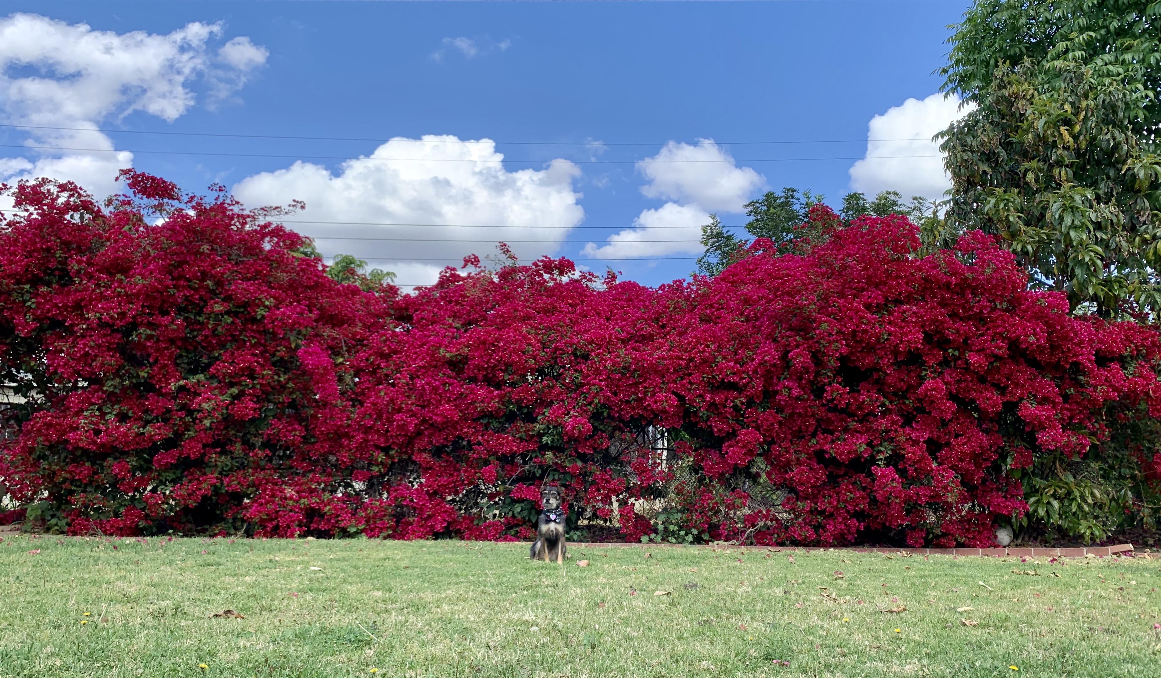My parents bougainvillea in it’s massive glory, and my dog for reference. r/pics