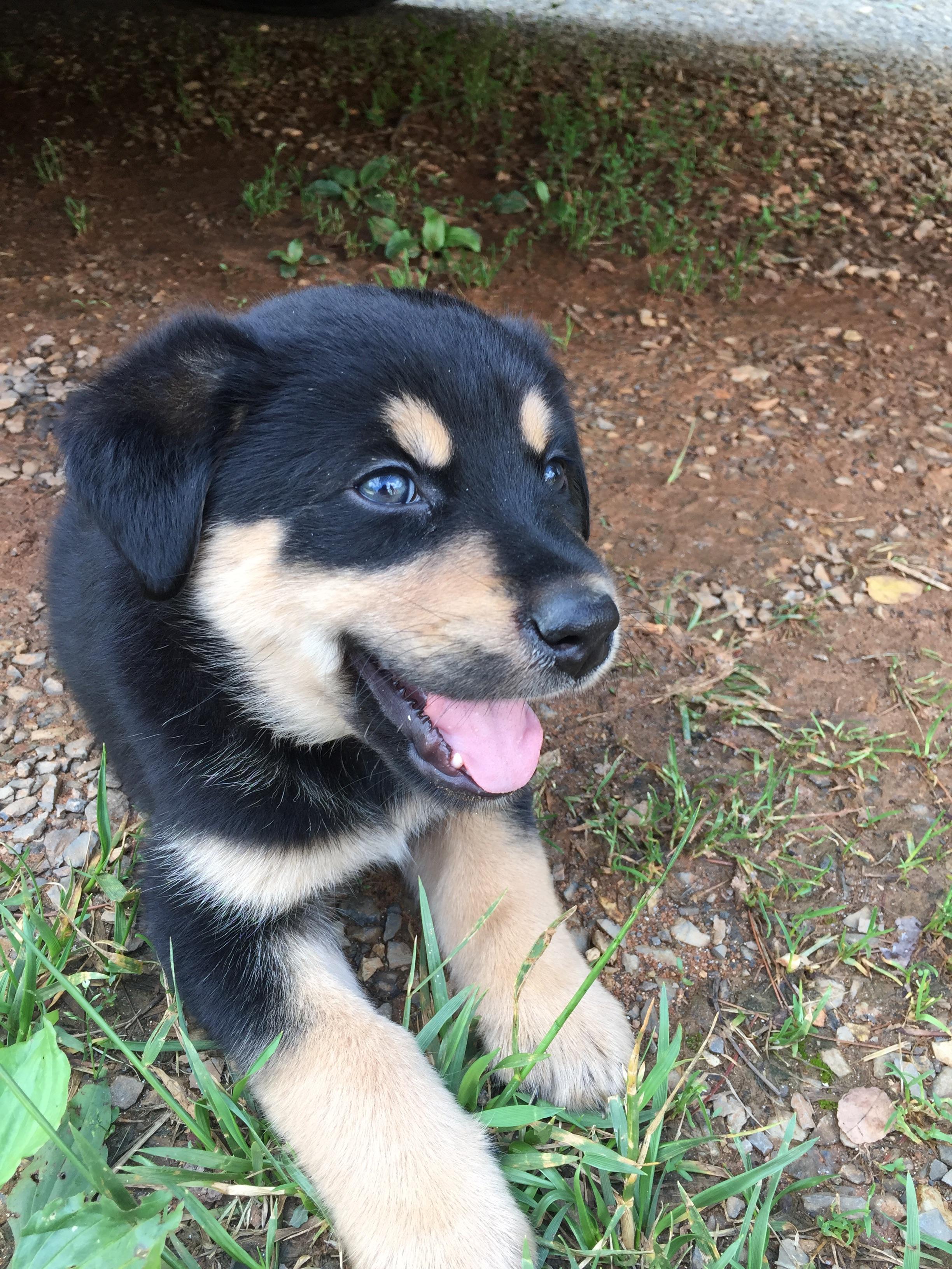 This is Thor, he’s half Border Collie and half Australian