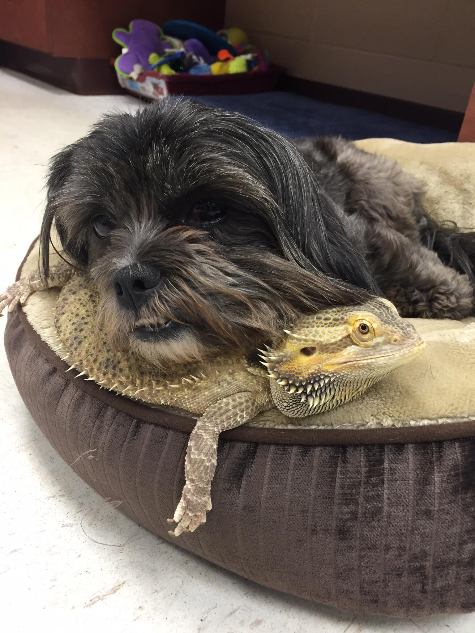 Bearded dog and bearded dragon r/pics