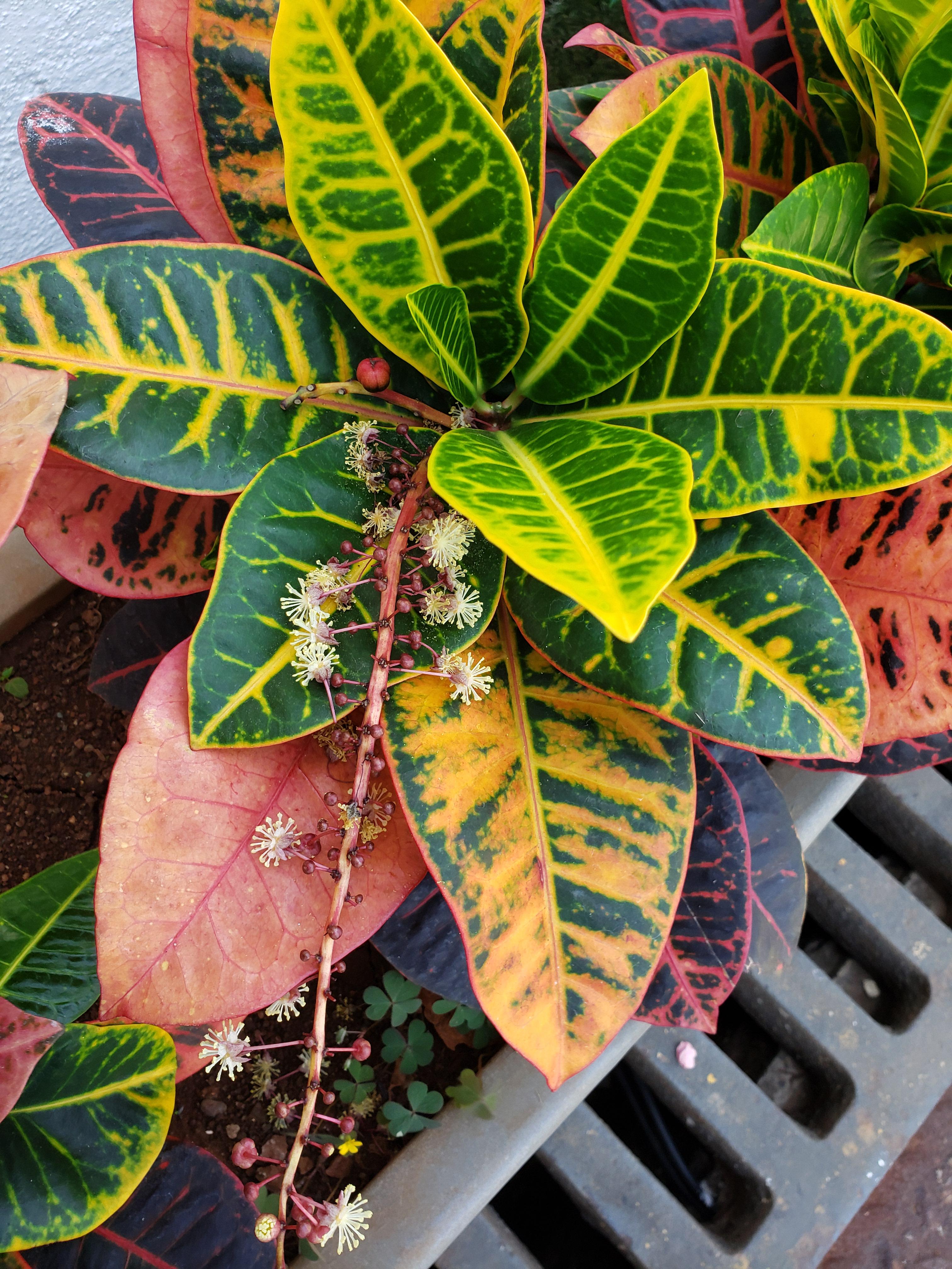 Croton in bloom r/houseplants