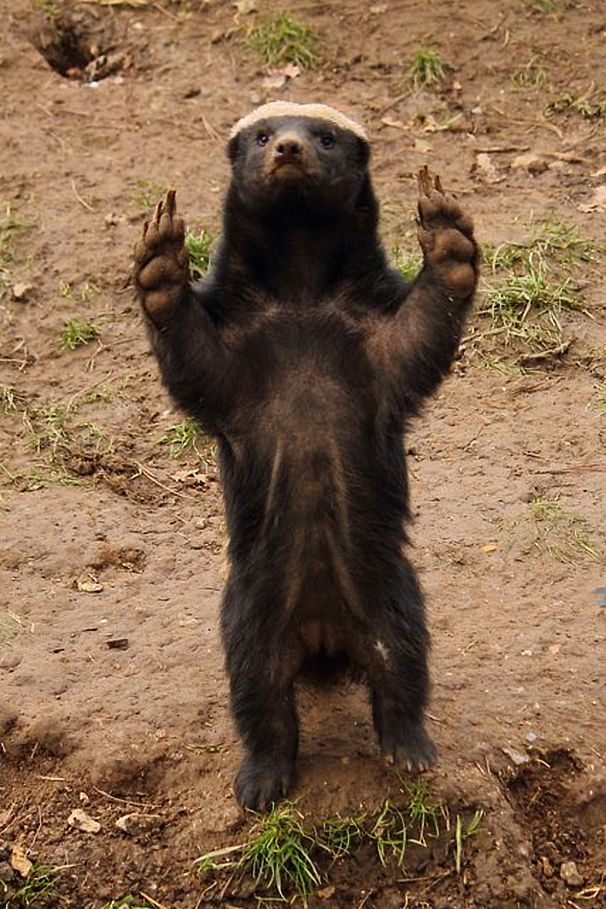 PsBattle This Honey Badger stickin' 'em up.