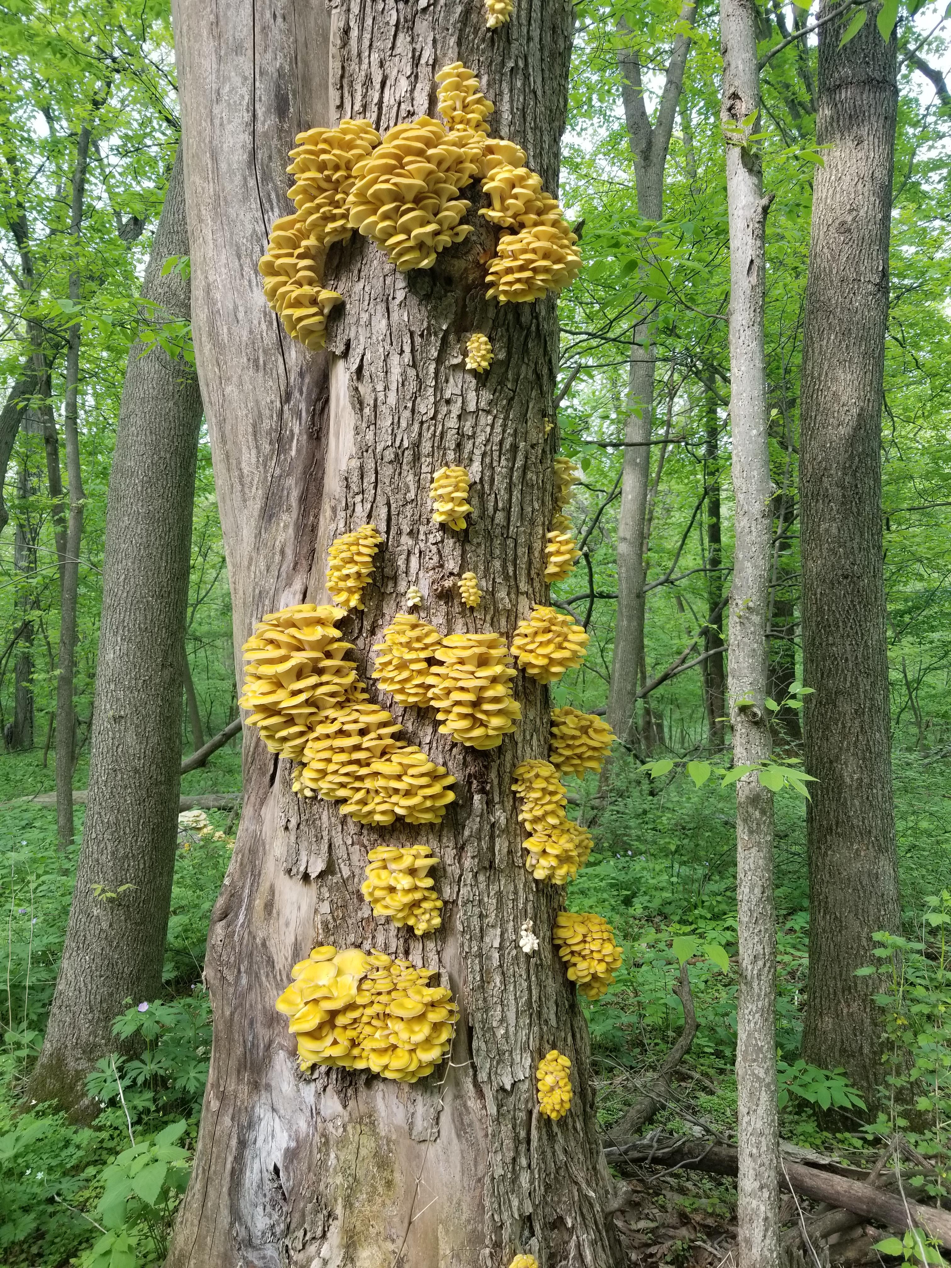 Golden oysters are taking over Iowa. Fortunately they're delicious! Found this flush at White