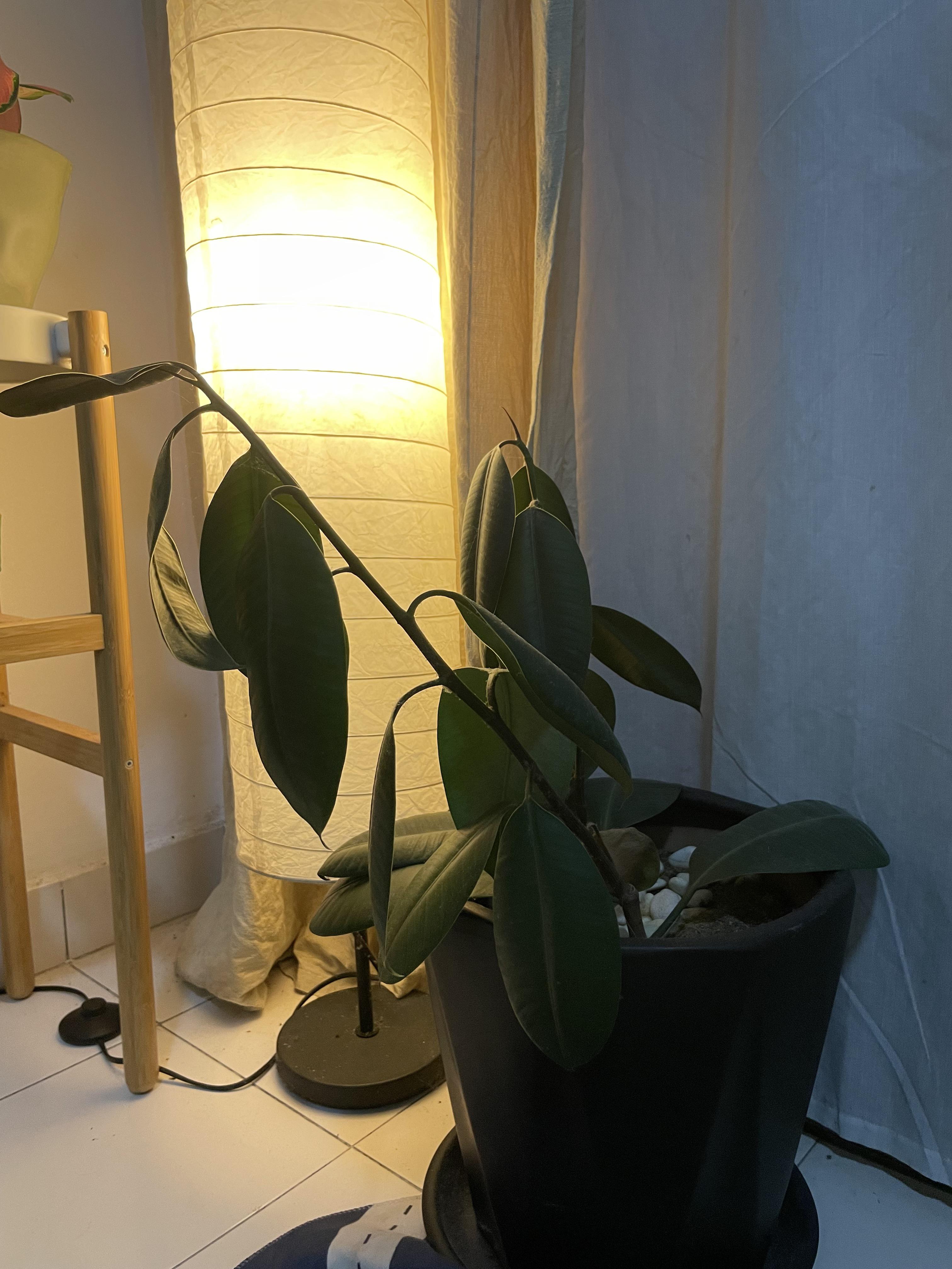 Help! My rubber tree has been drooping for a few days. It has always