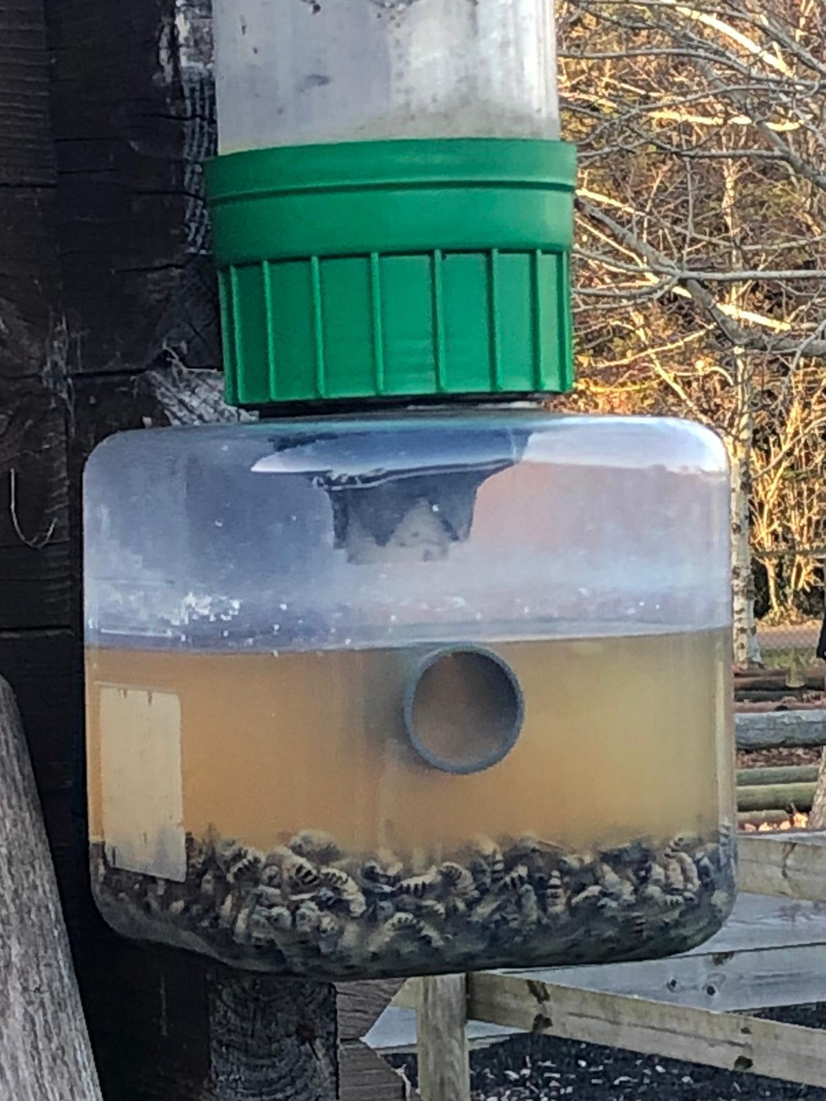 A wasp trap MakeMeSuffer