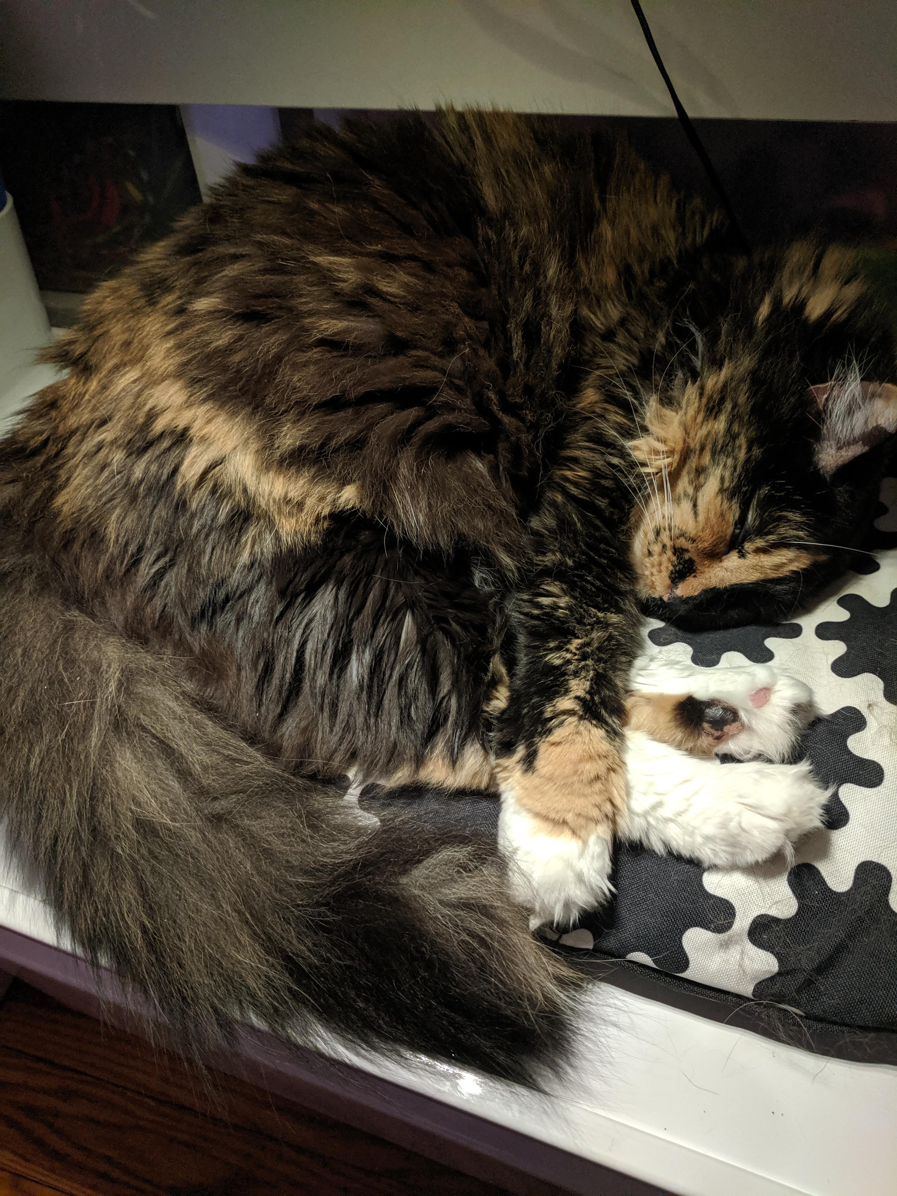 Shrimping beauty. 🦐 r/TwoFacedCats