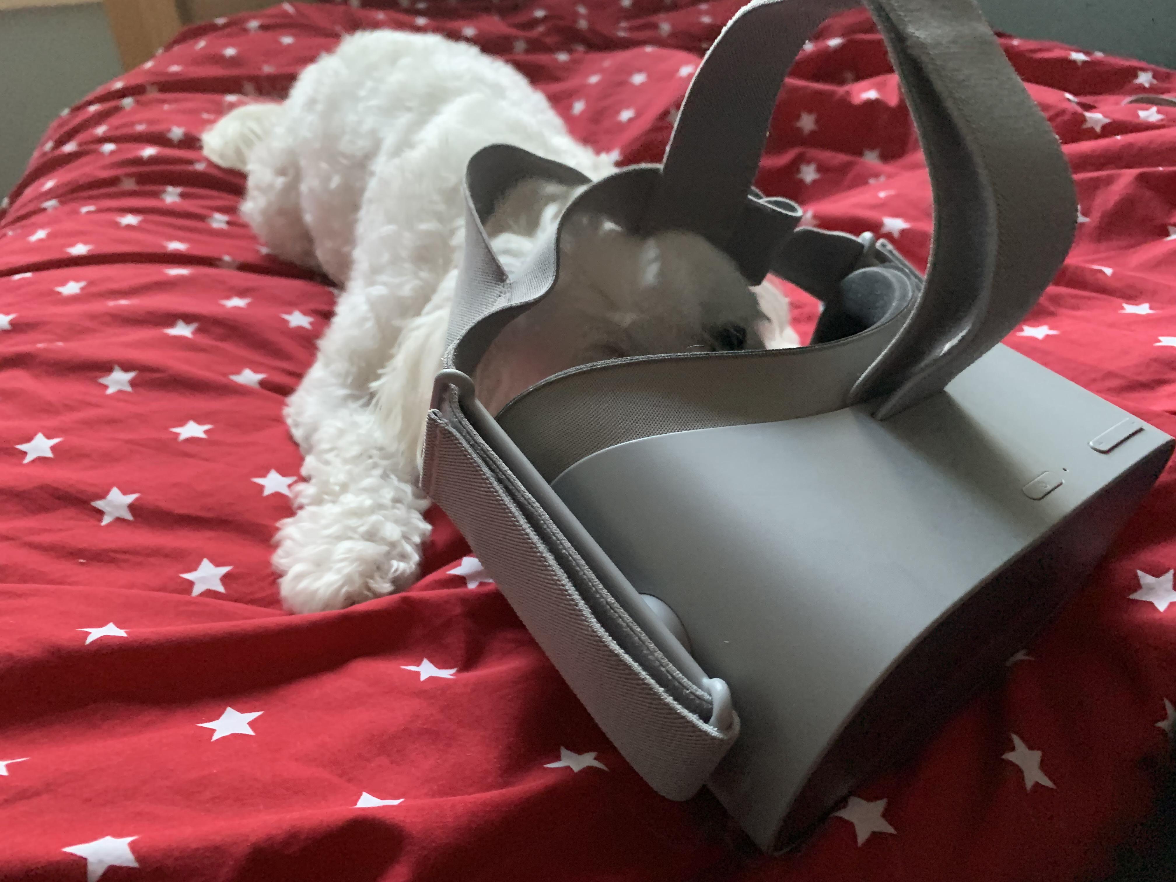 My dogs first time trying VR! r/oculus