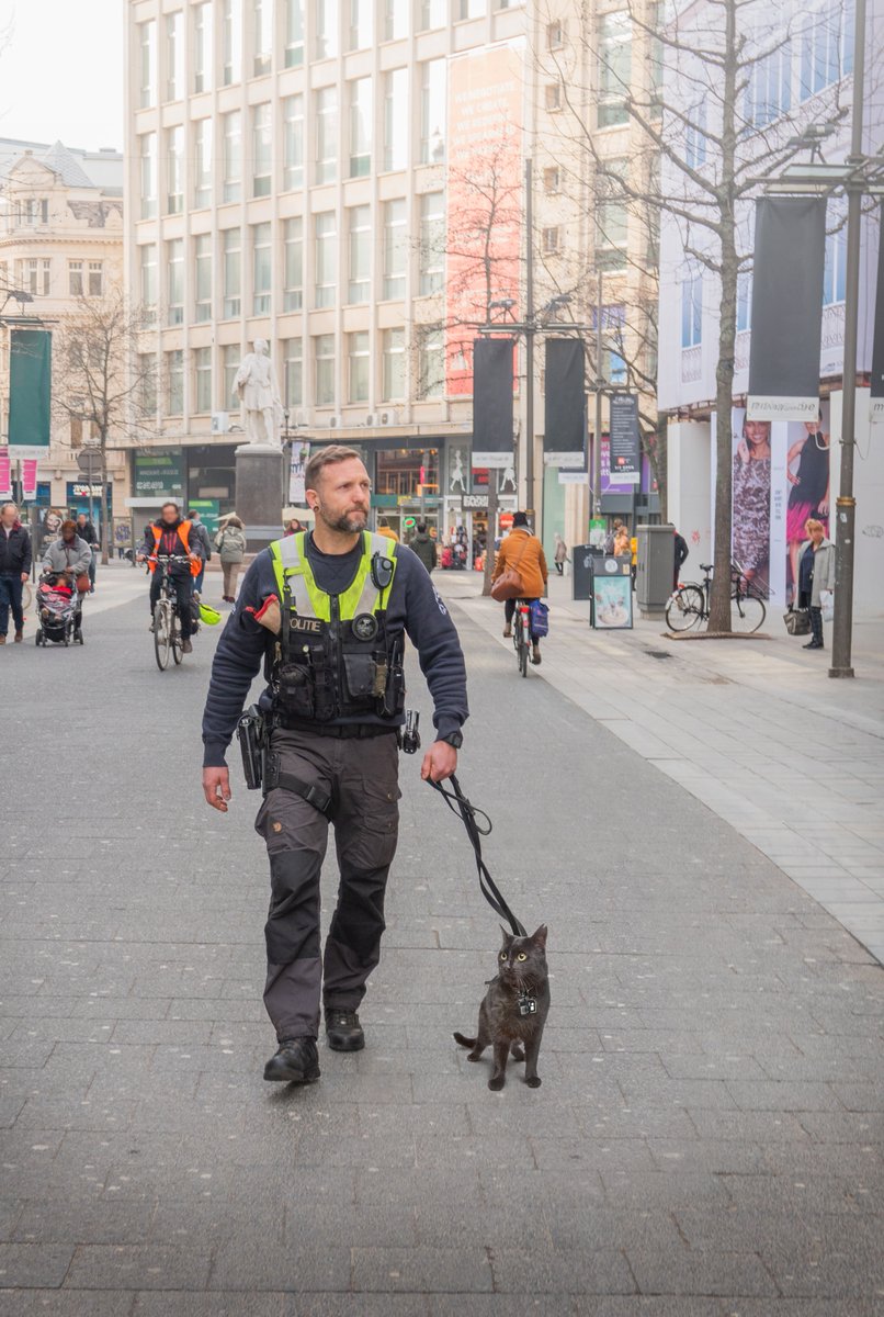 Antwerp police department announces feline unit r/aww