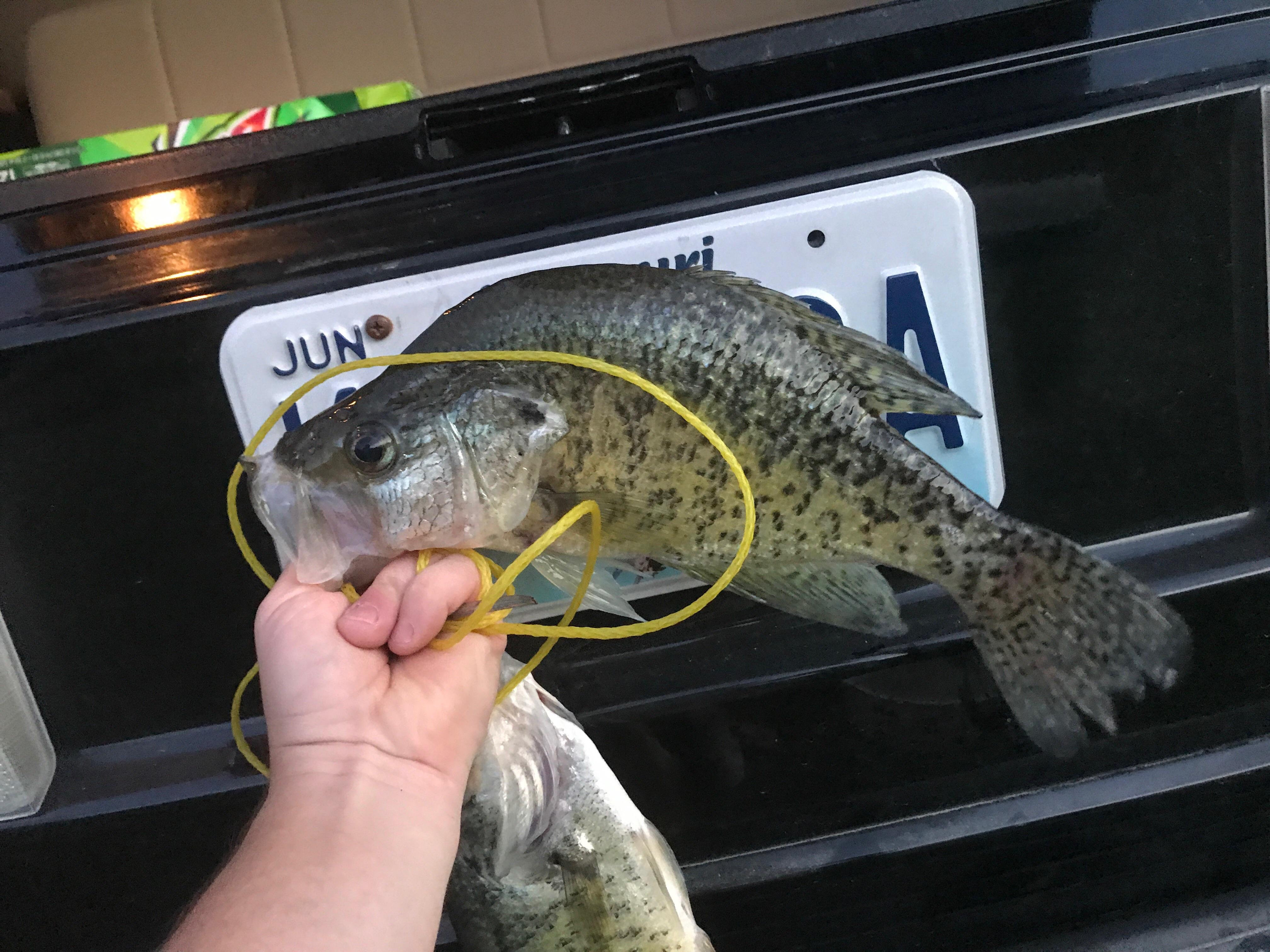 Size comparison of the crappie in our lake !! r/Fishing