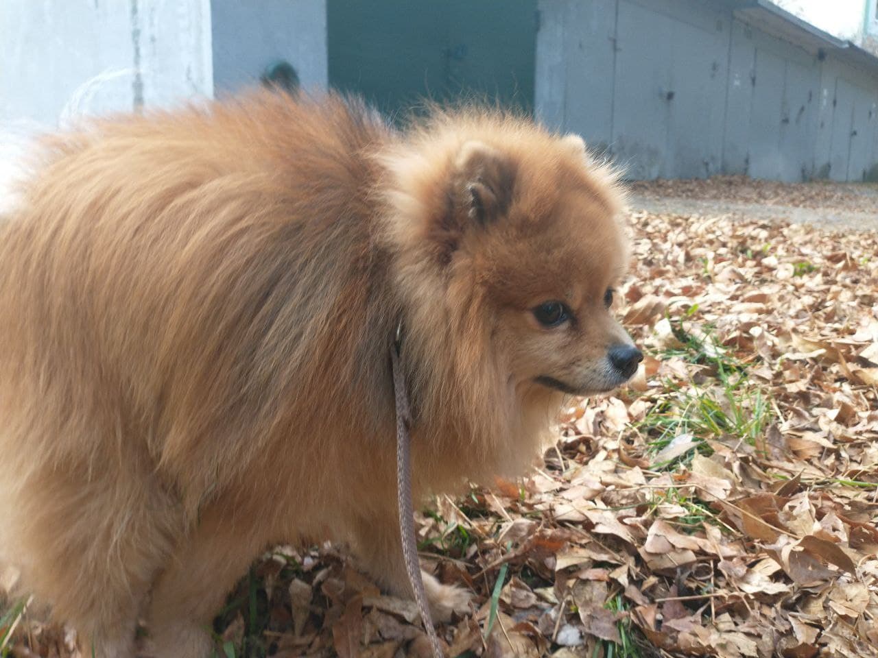 My dog making his first content here r/spitz_content_maker