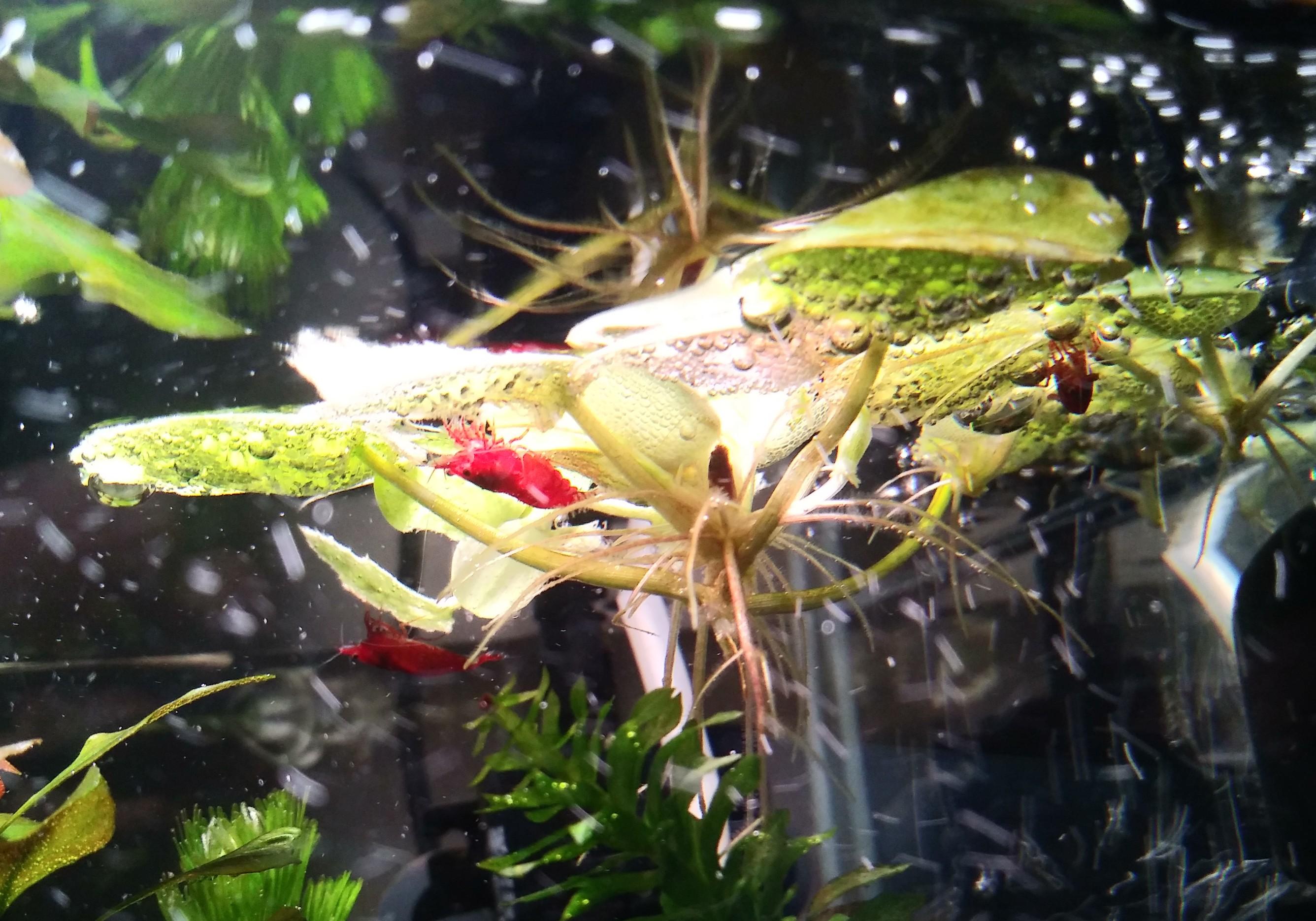 Help! Are there any floating plants that are shrimpresistant? More