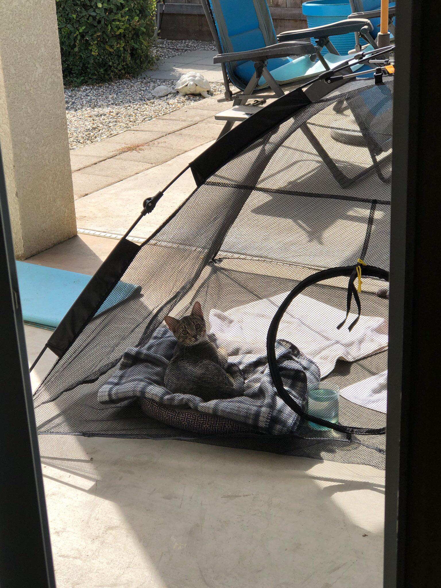 It’s great backpacking weather r/cats