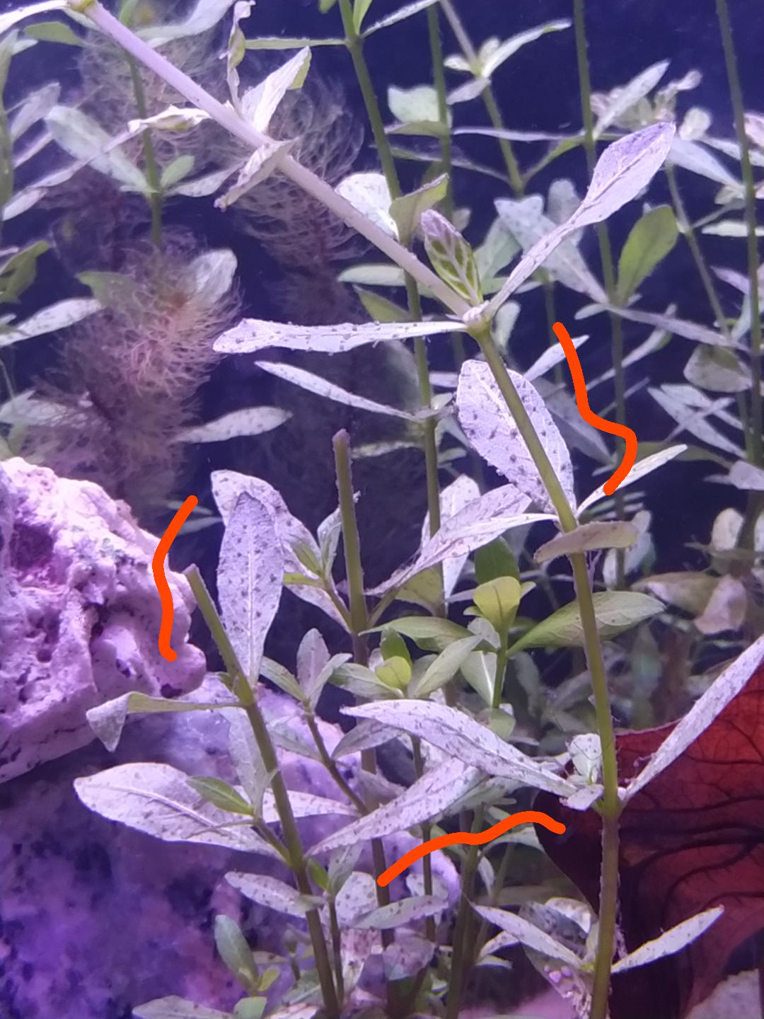 Is this Brown algae (Brown small spots on leaves)? r/Aquariums