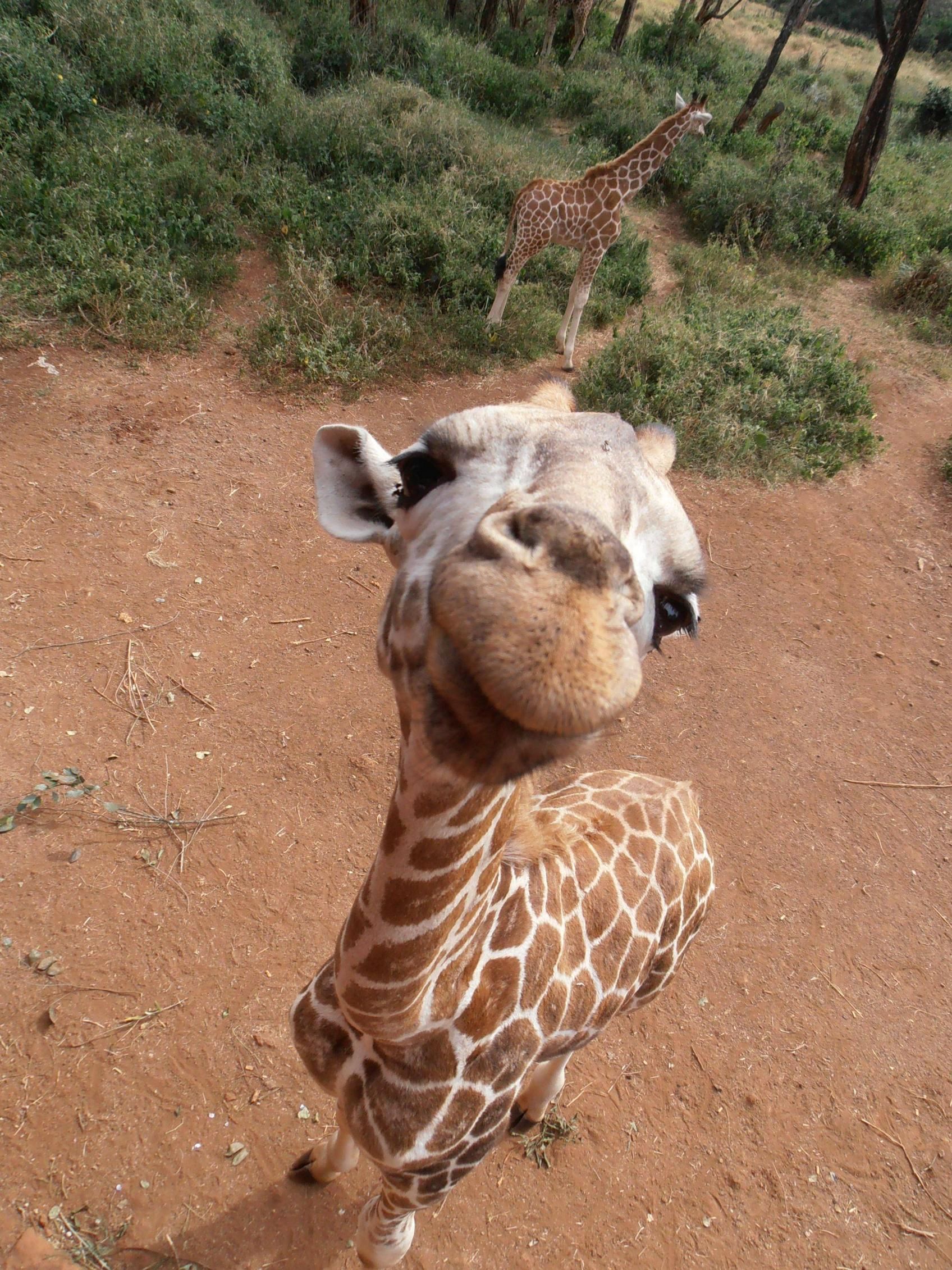Baby giraffes are adorable r/aww