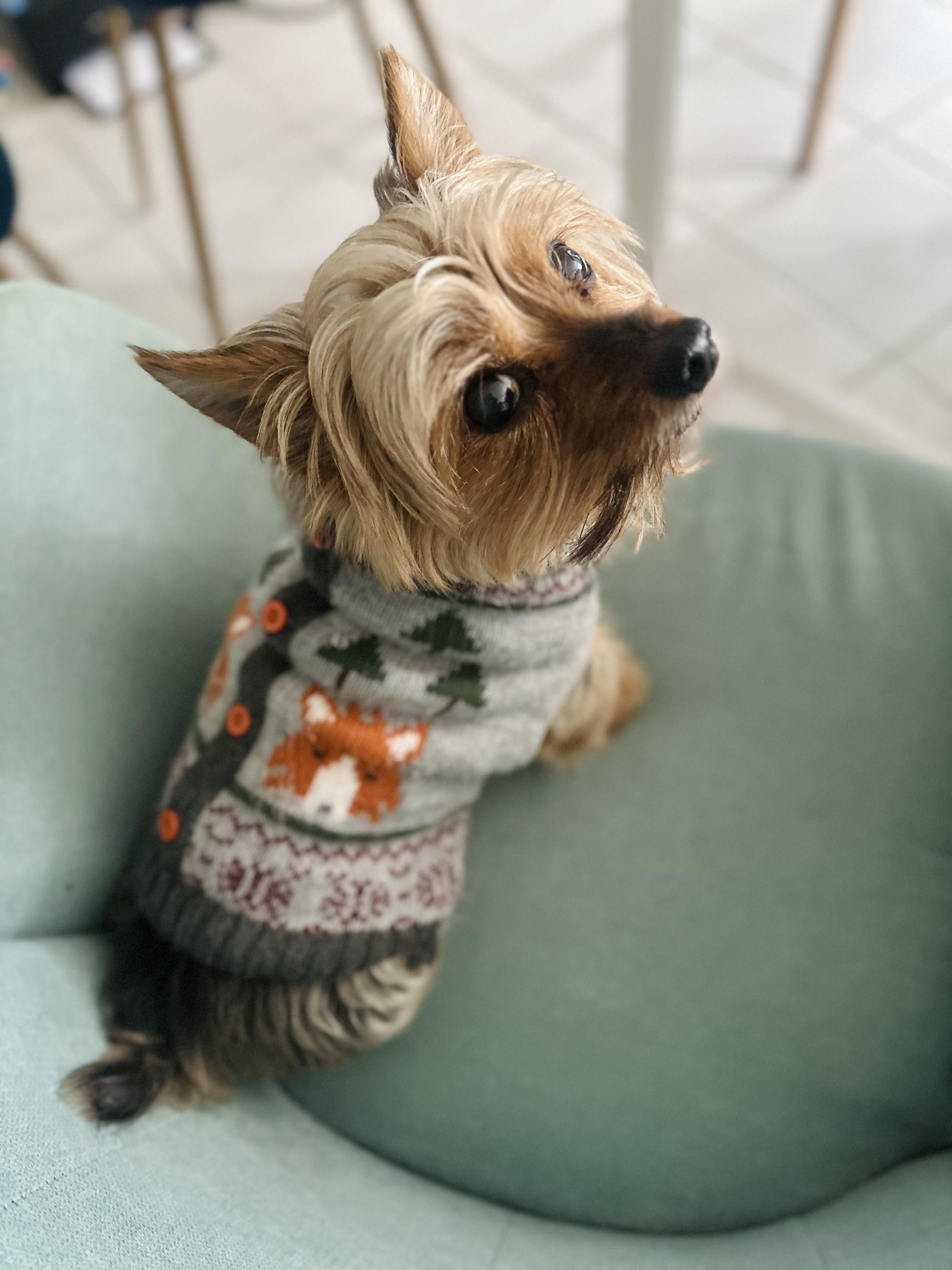 Zoey, wearing her grandpa vibes sweater r/Yorkies