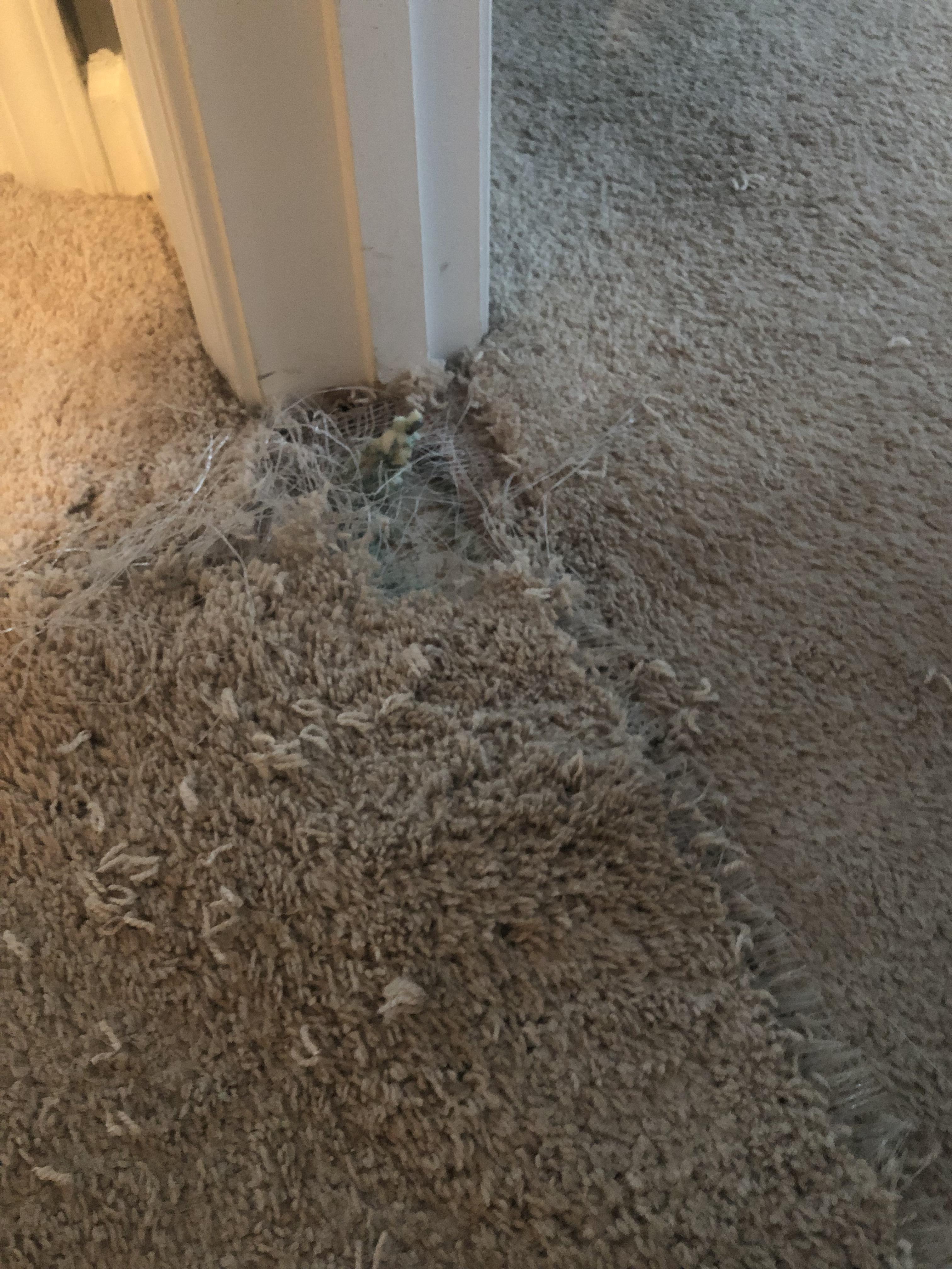 My dog ripped up the carpet r/mildlyinfuriating