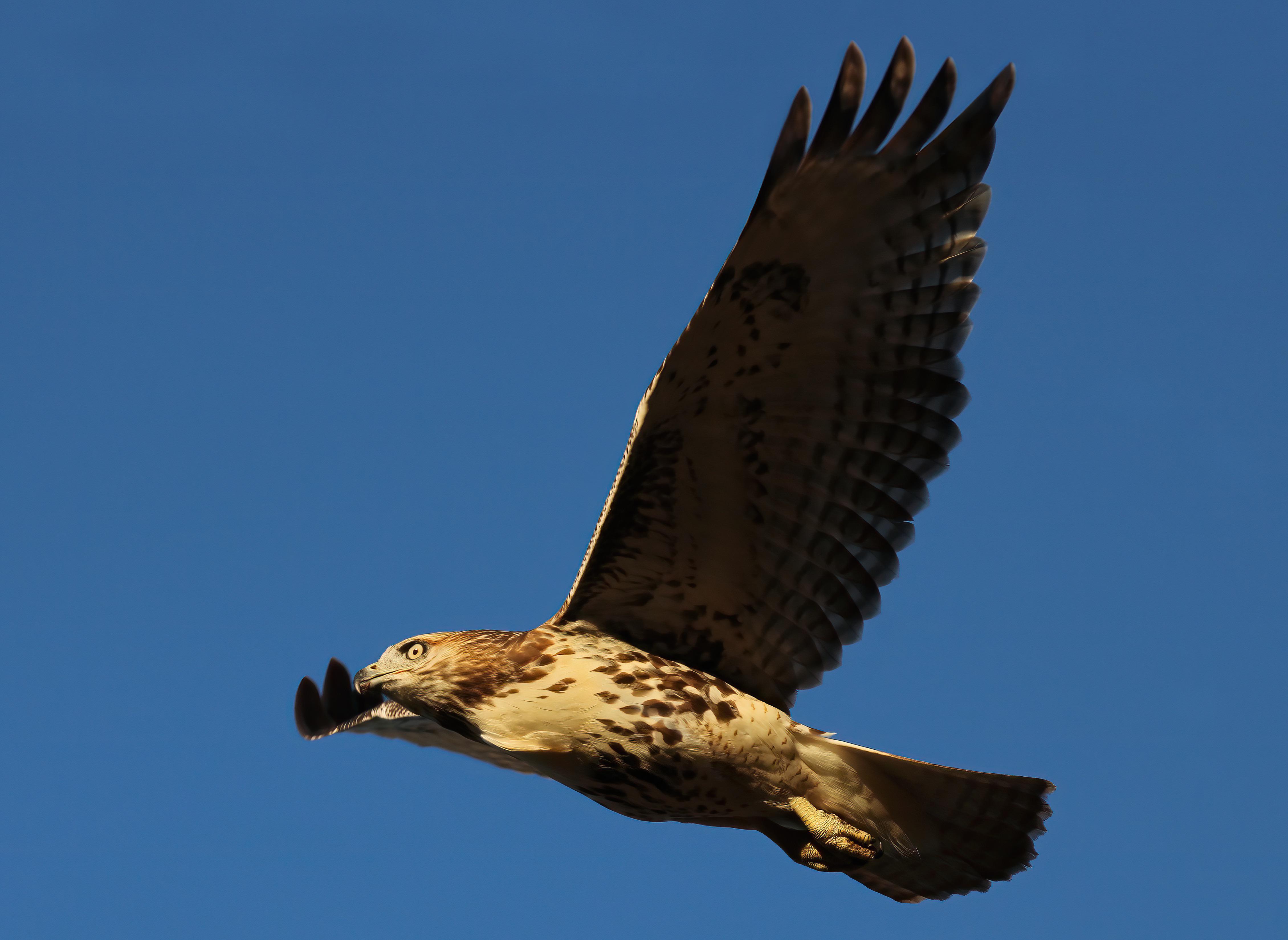 Redtailed Hawk (Queens, NY) r/birding