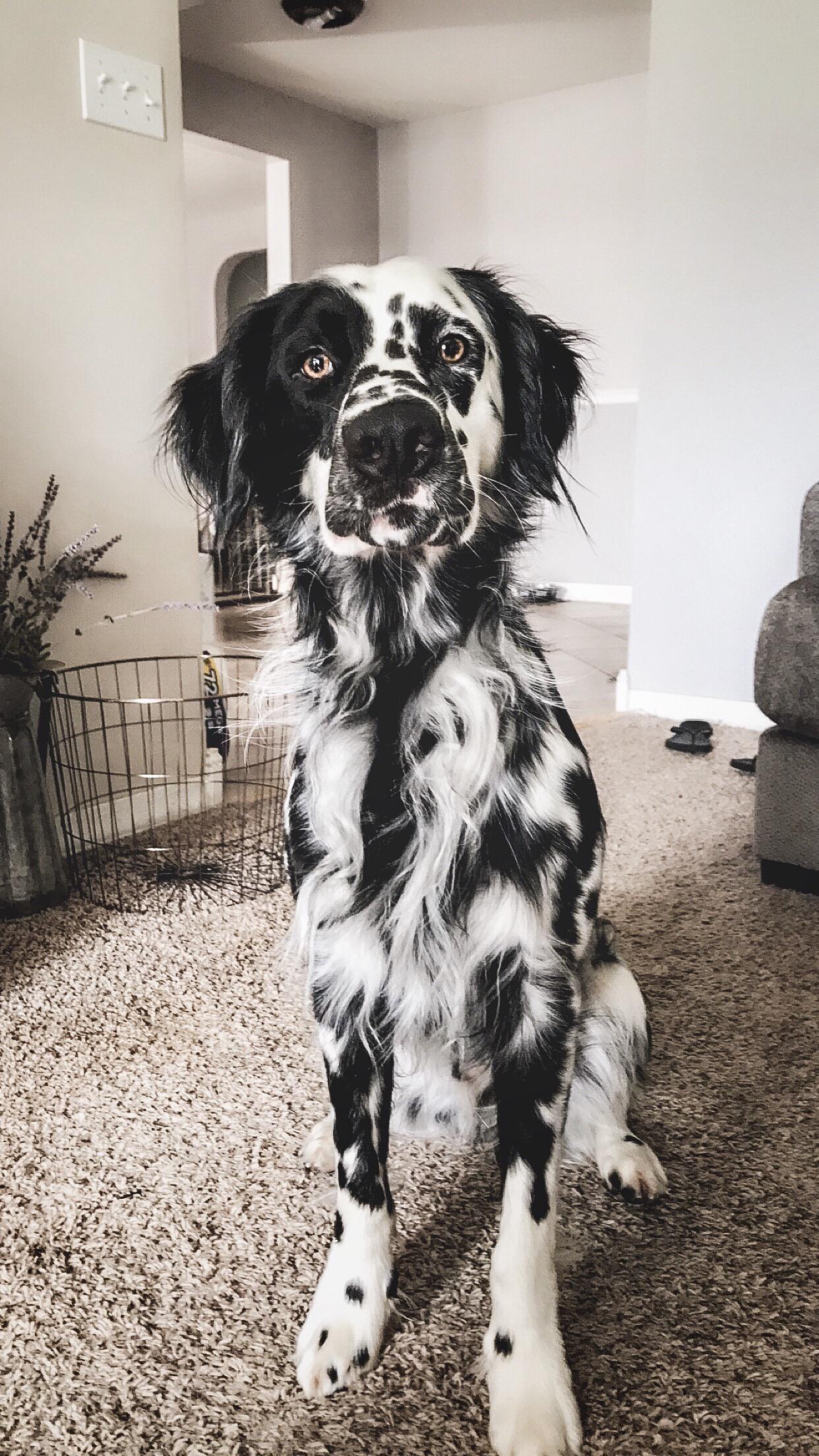 This is my long coat dalmatian boy, Pepper. He’s more photogenic than I