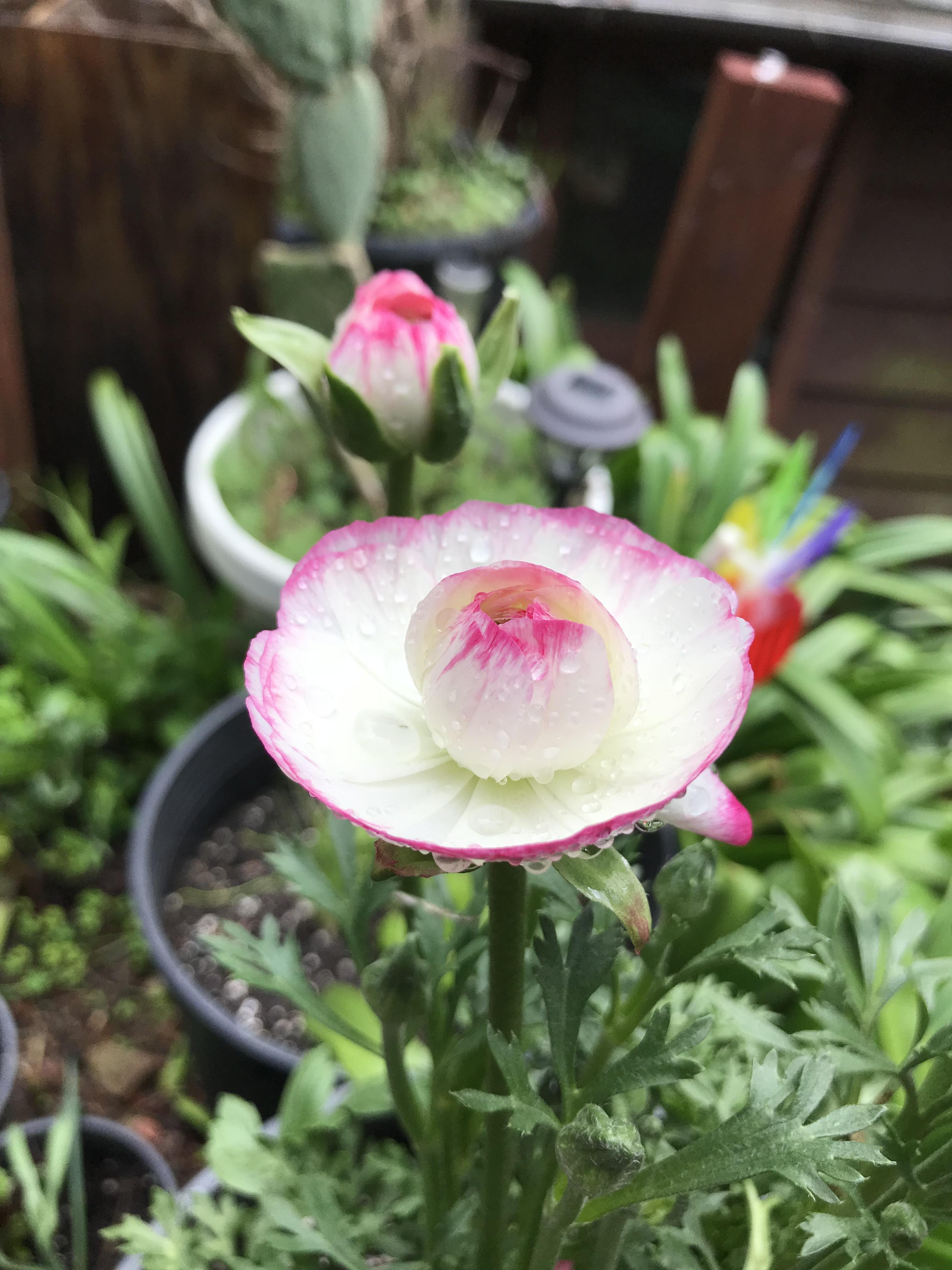 Spring blooms ) gardening