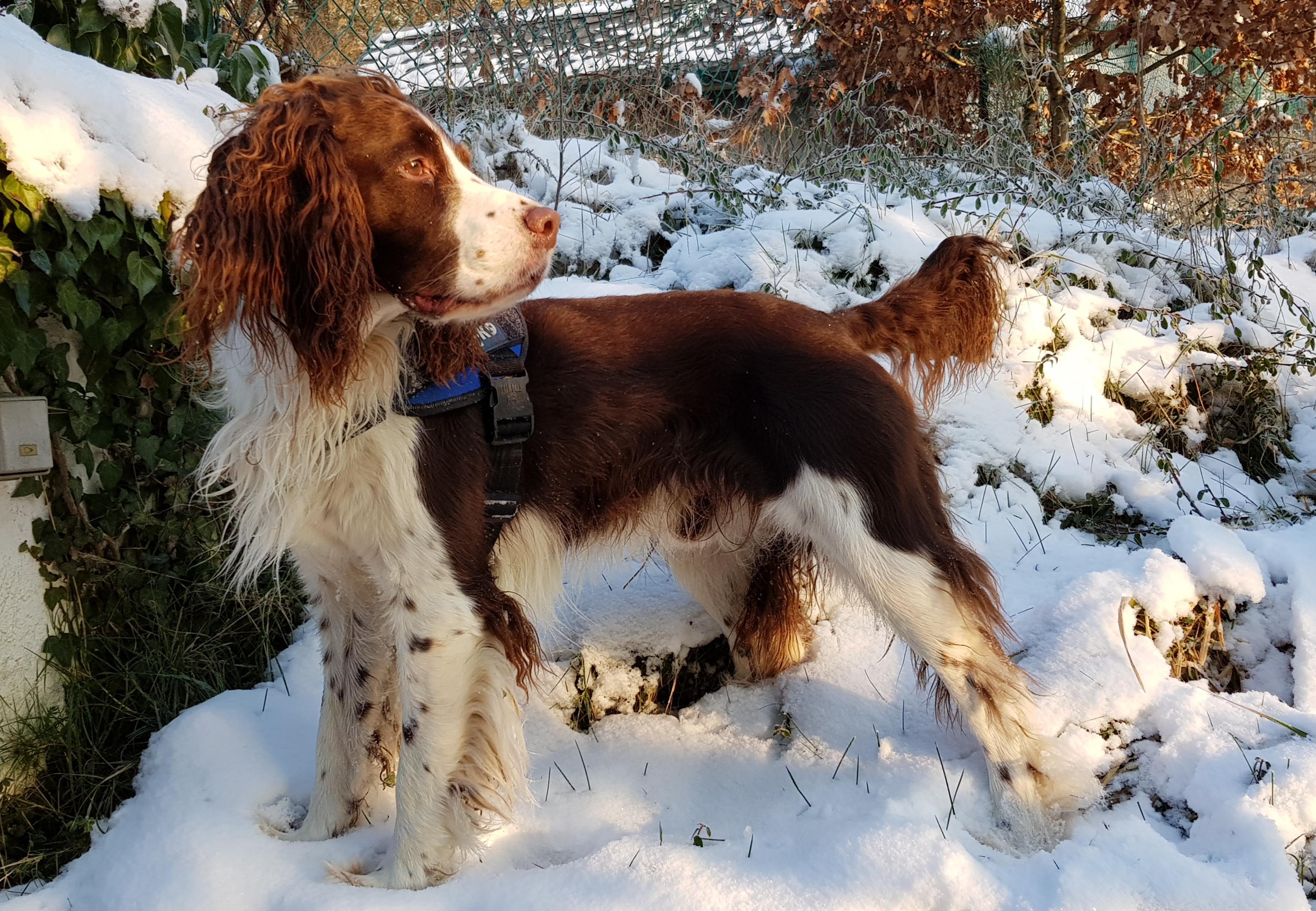 Originally a hunting Breed. Tim, our English Springer Spaniel, loves