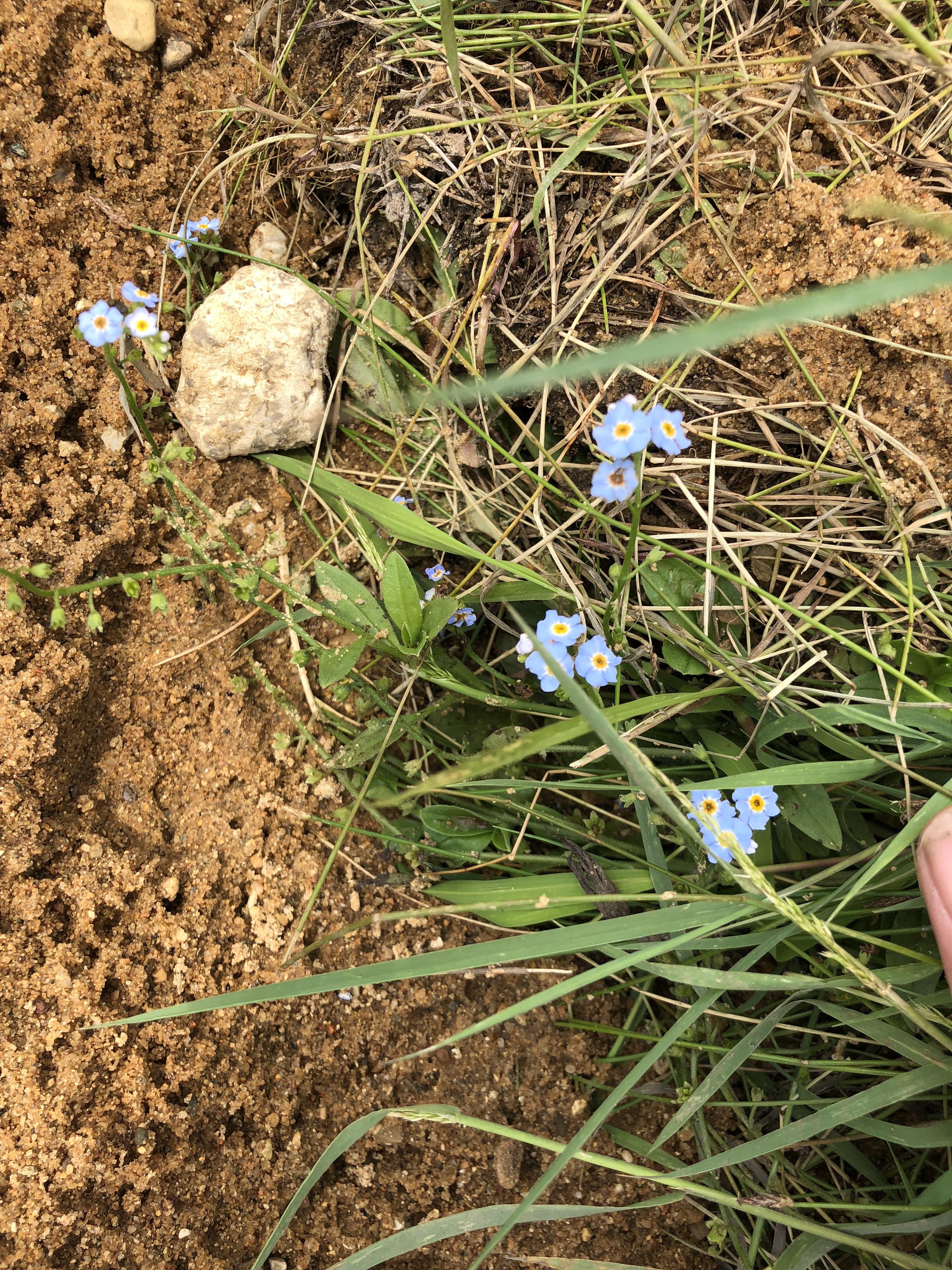 Tiny blue flower in sandy wetlands, southwest Michigan r/whatsthisplant