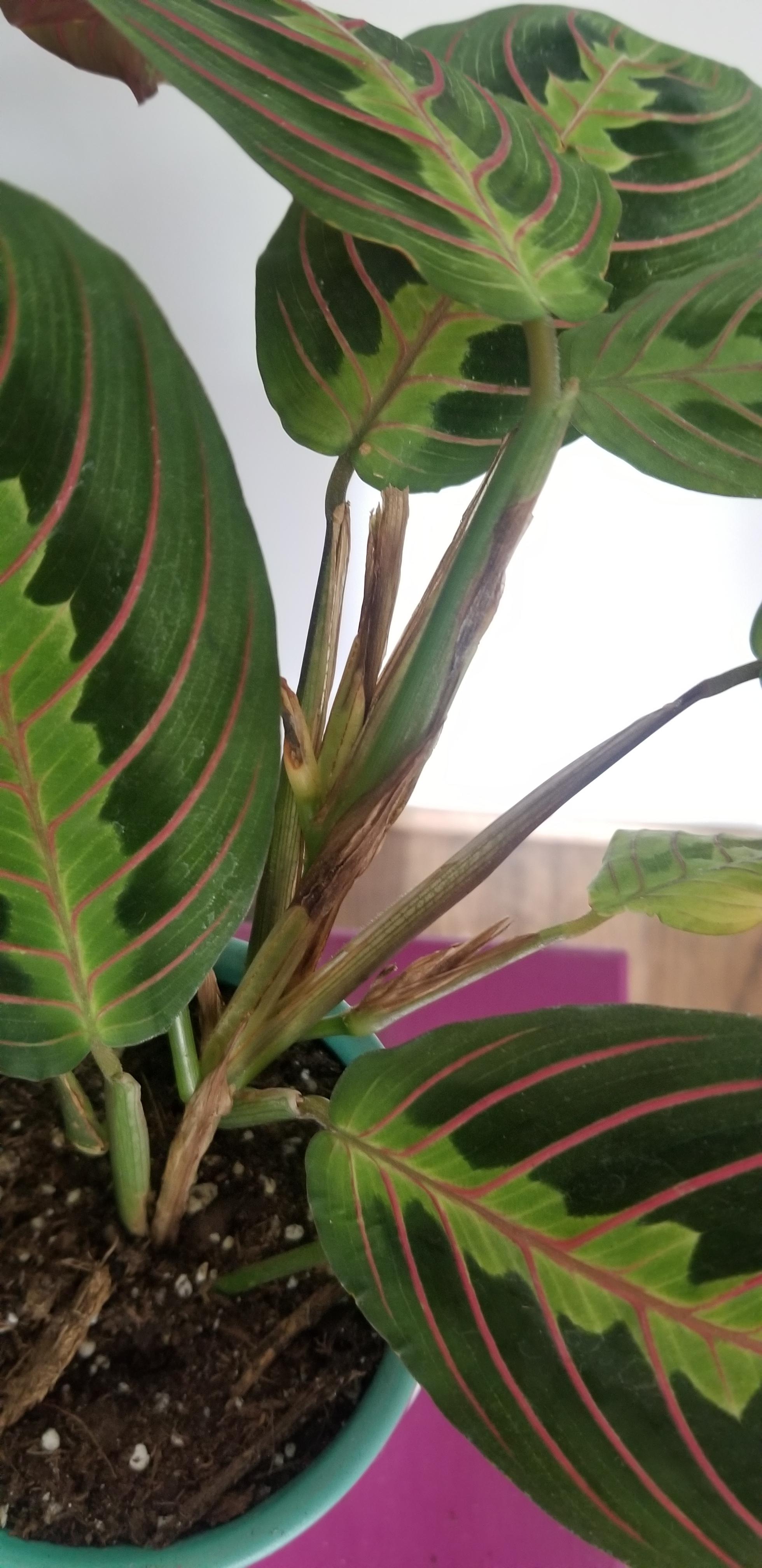 Why are my new growths on my prayer plant turning brown? I've been