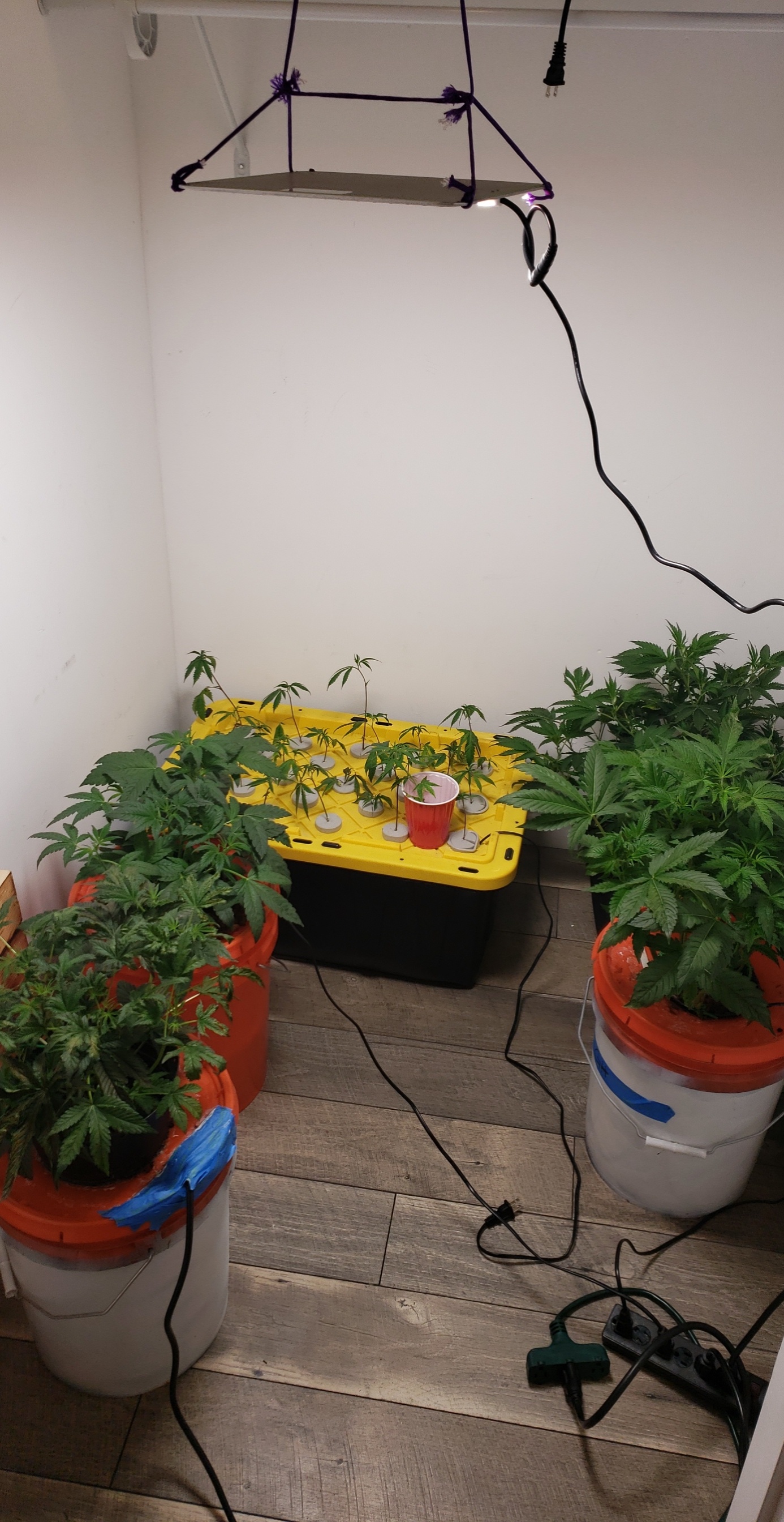 Veg room, changing to a more appropriate light soon r/CannabisGrowers