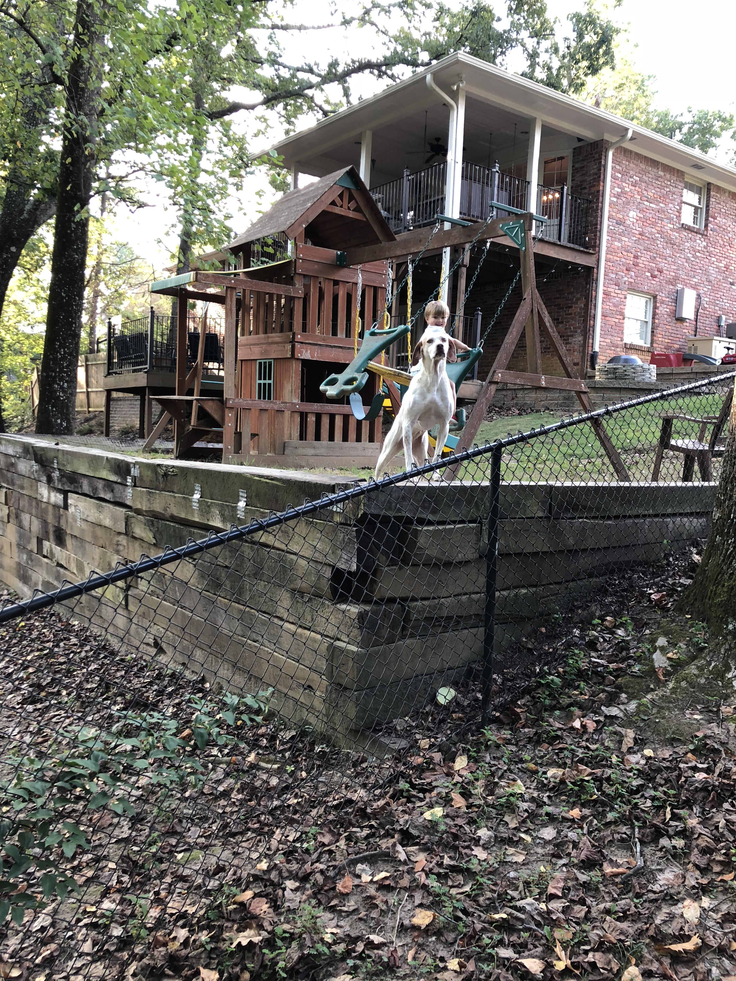 Help! What would you put/plant here to keep my dog from