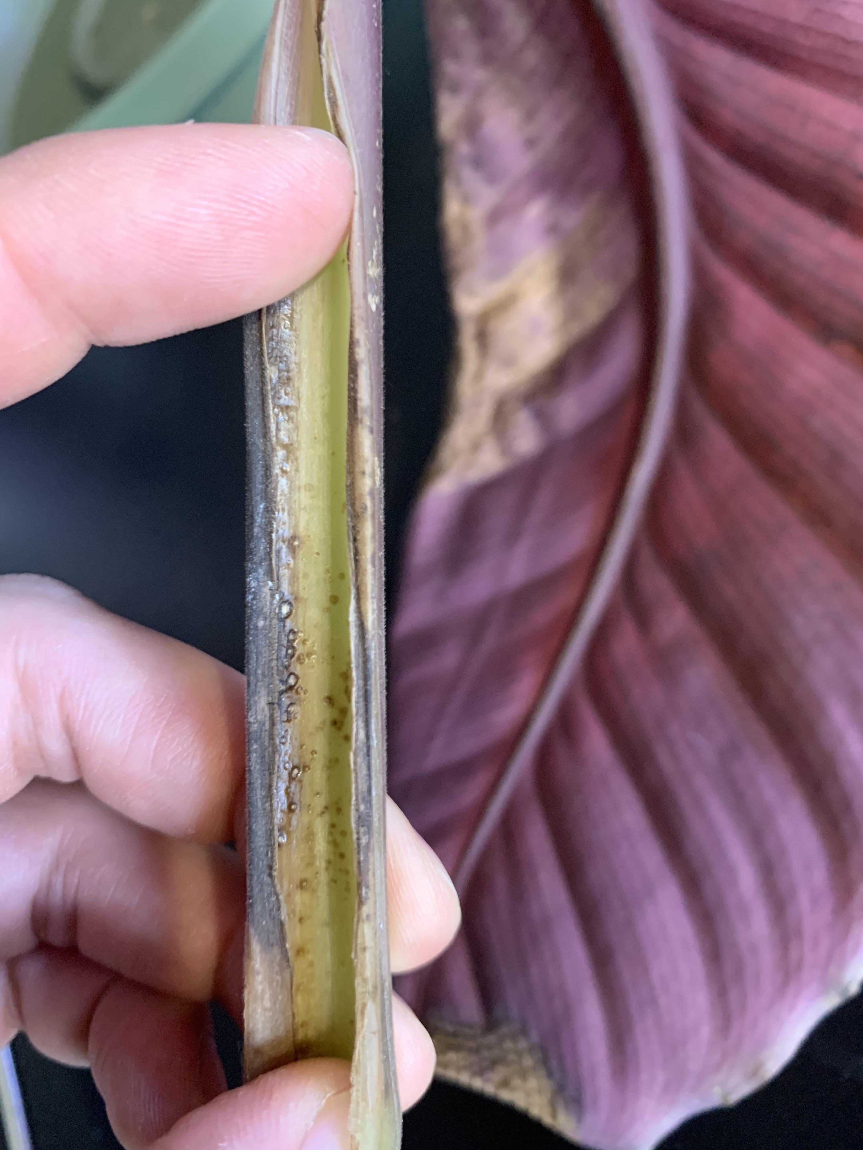 Calathea warscewiczii yellowing leaves with black spots on leaves and