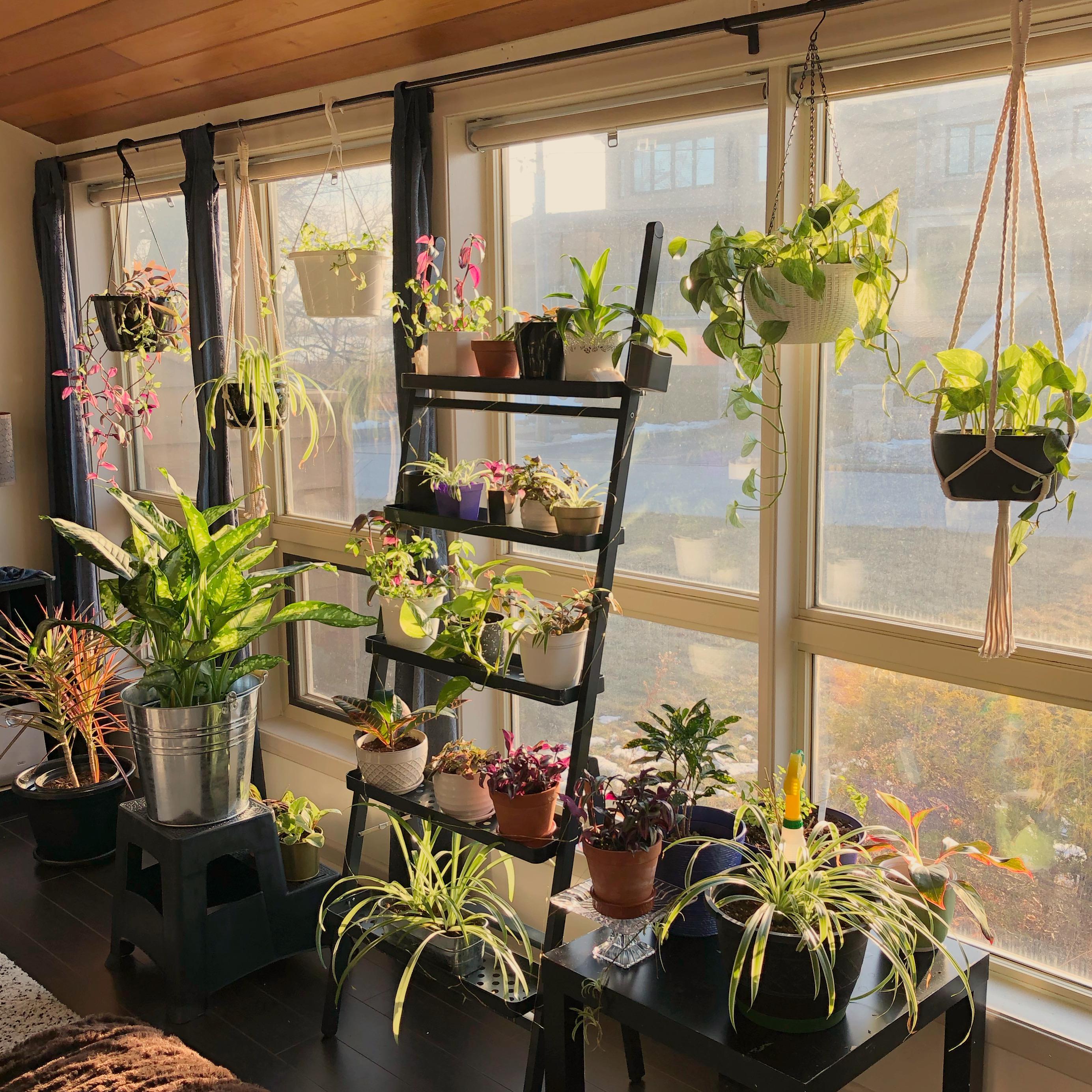 My roommate says I have too many plants. I say I need more. What do you