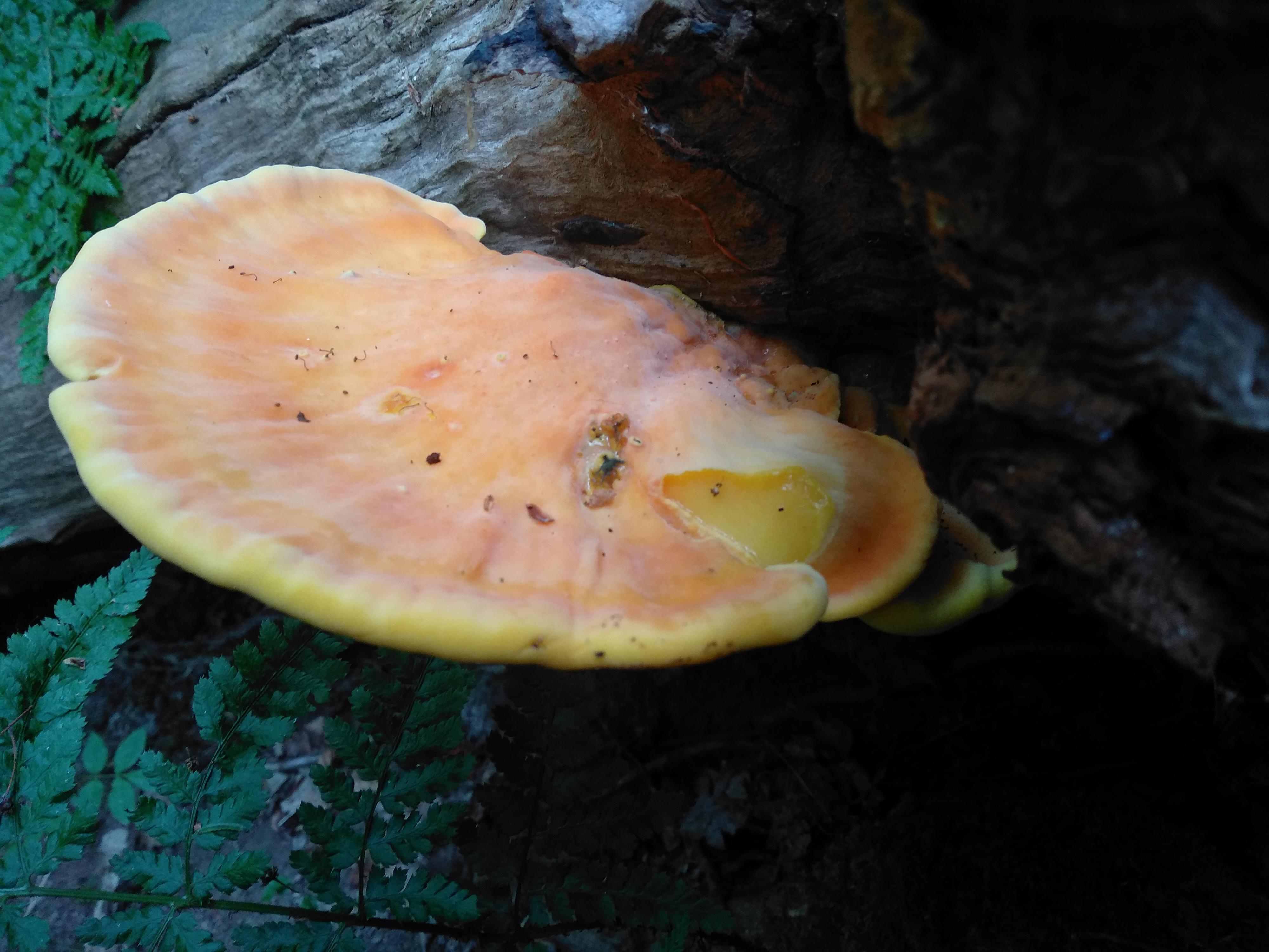Pineapple weed syrup cake foraginguk
