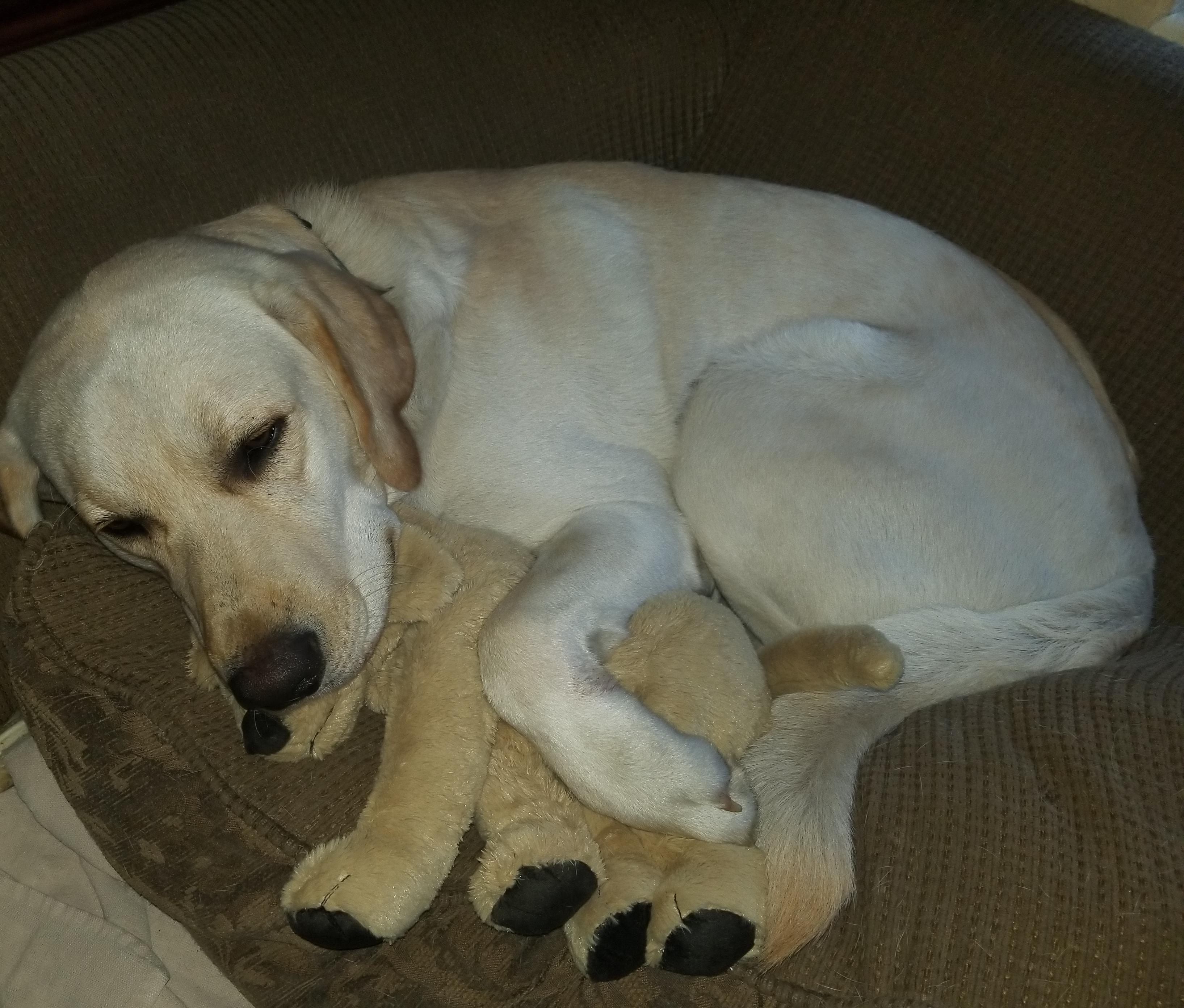 My almost 2 year old lab baby with his lab baby. r/aww