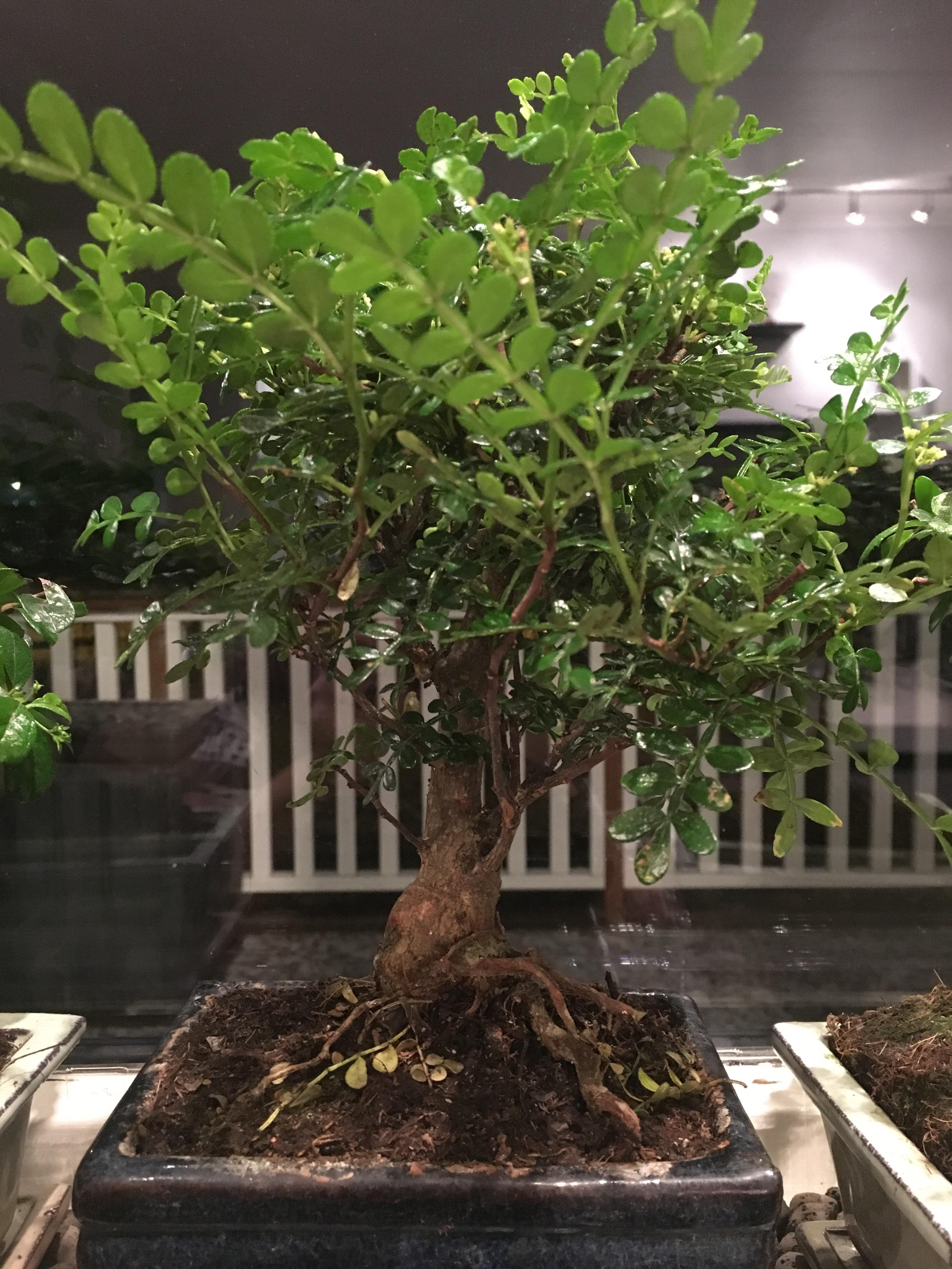 Found this one in my local Made my day r/Bonsai