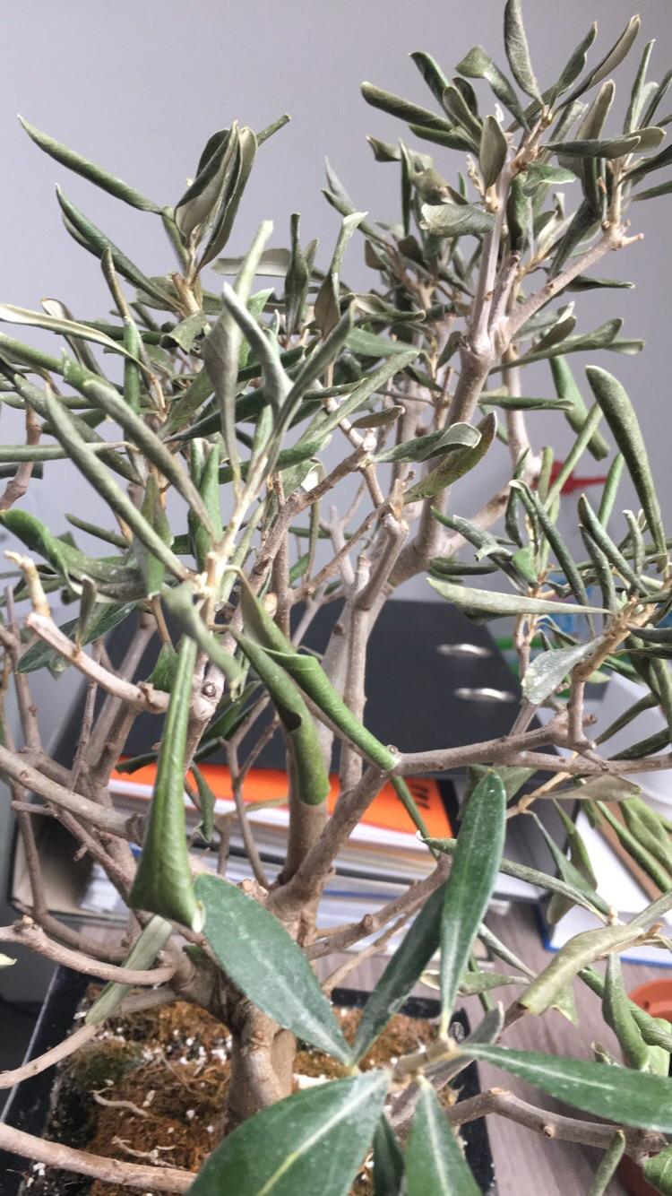My Olive bonsai's foliage has driedout and a good amount of leaves