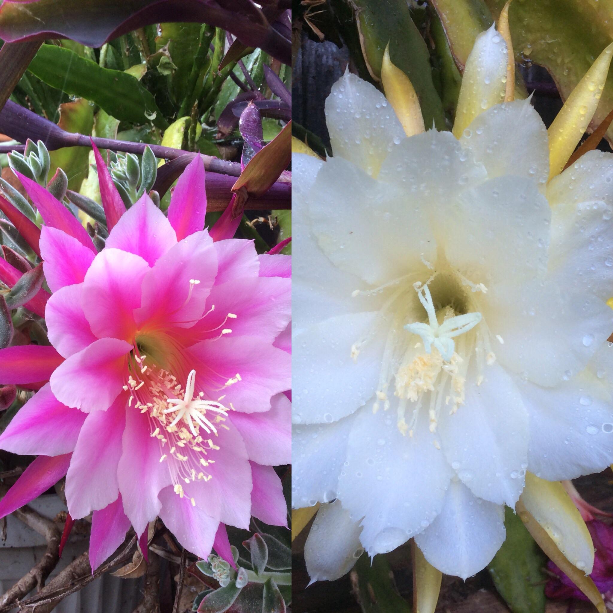 My dad has been growing these plants and they have flowers. Does anyone