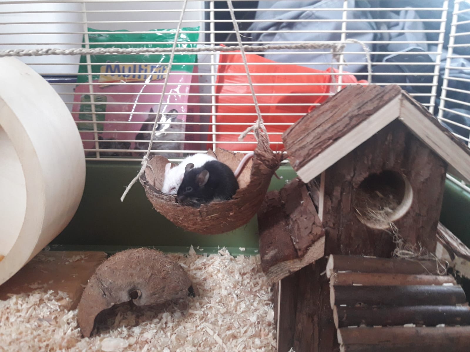 My two mice sitting in their coconut. r/PetMice