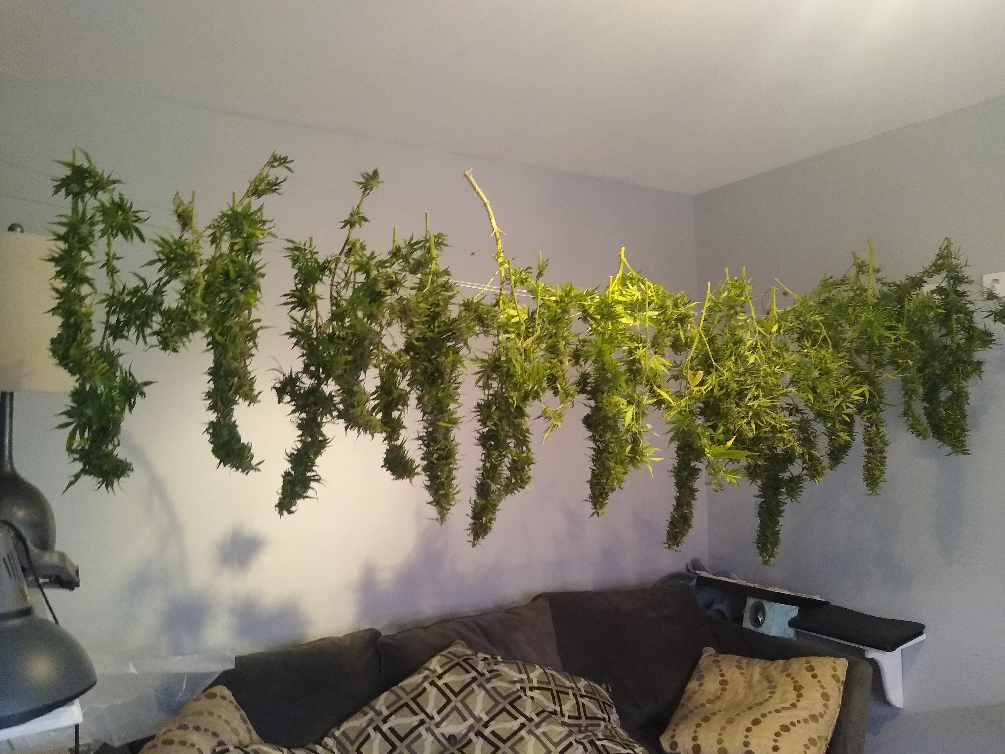 The haul from a single Mephisto Samsquanch OG plant first grow indoor