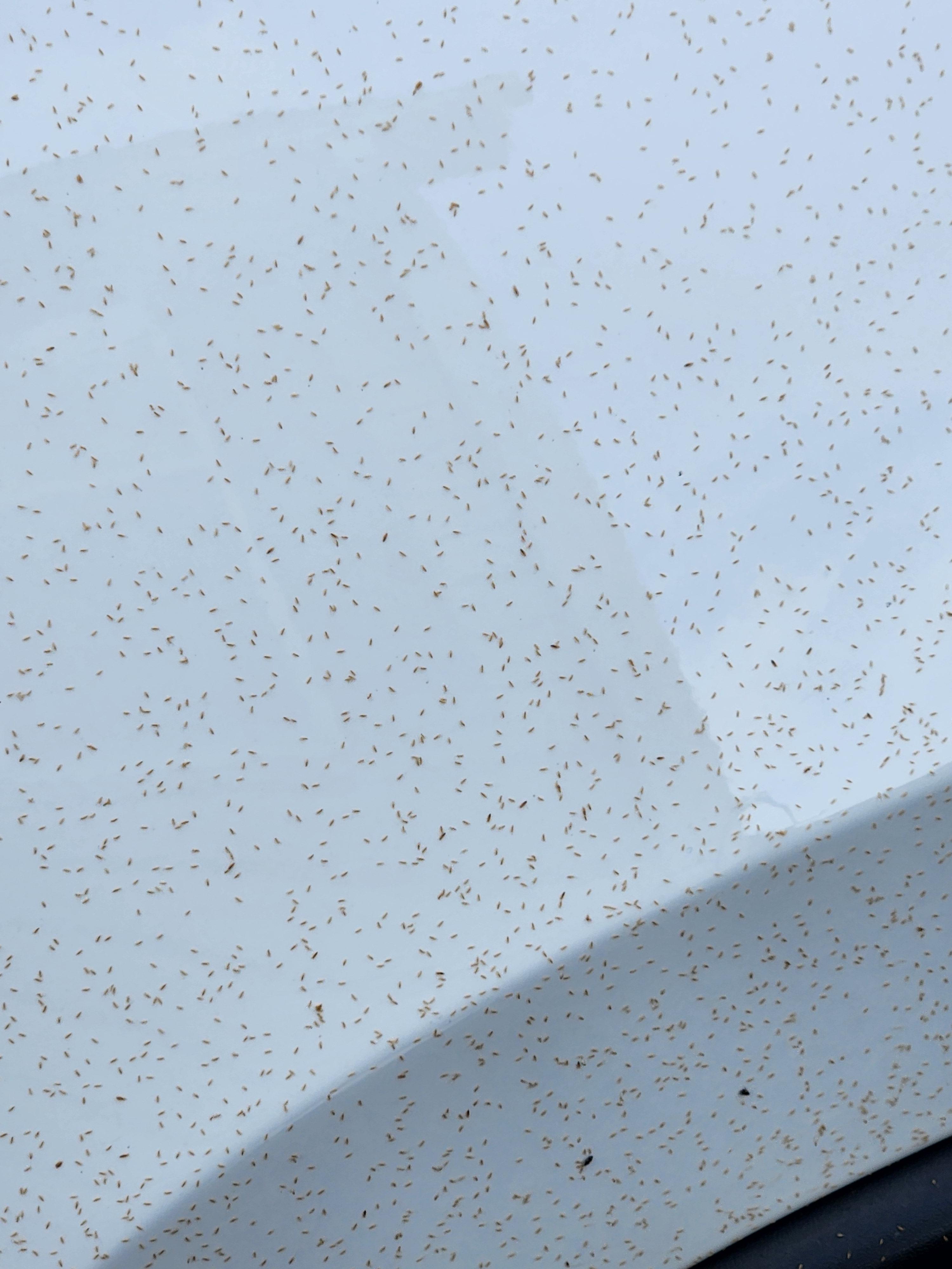 What are these bugs all over my car? They seem to be attracted to the