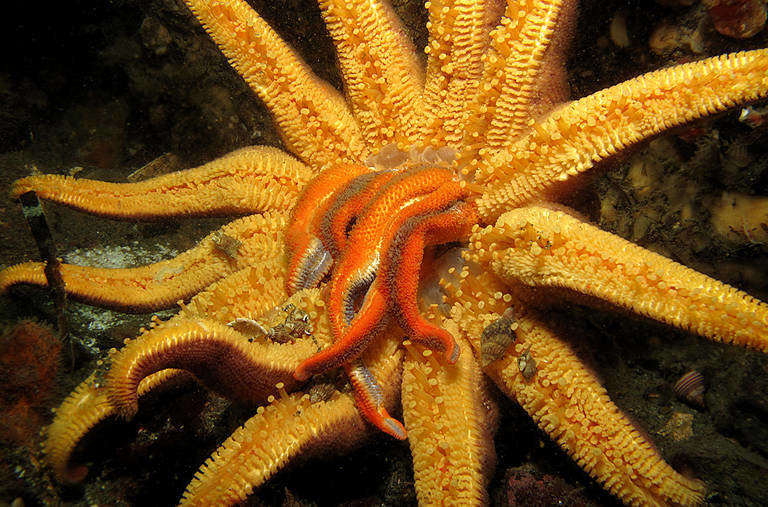 This is a sunflower starfish spewing it's own stomach out to grab food