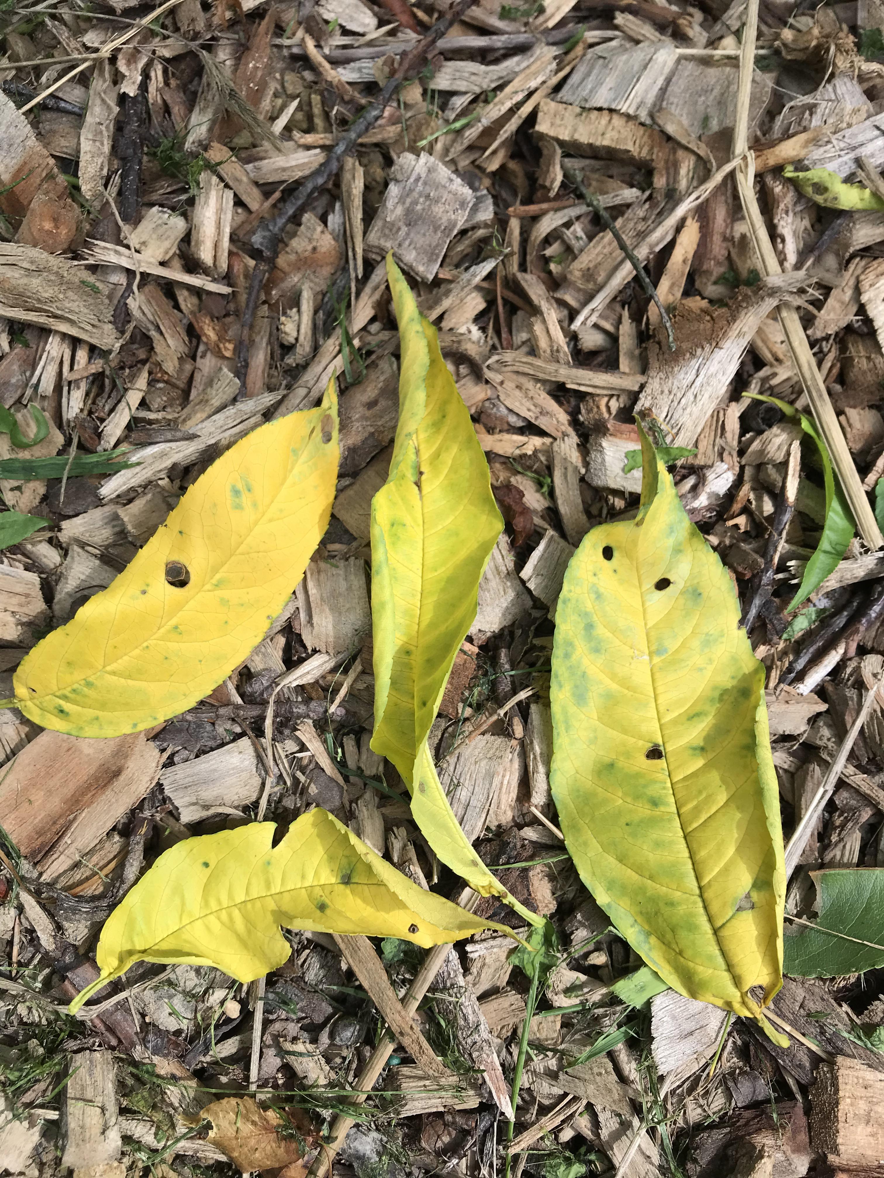 Peach trees losing leaves. A few spots brown and leave a hole then the