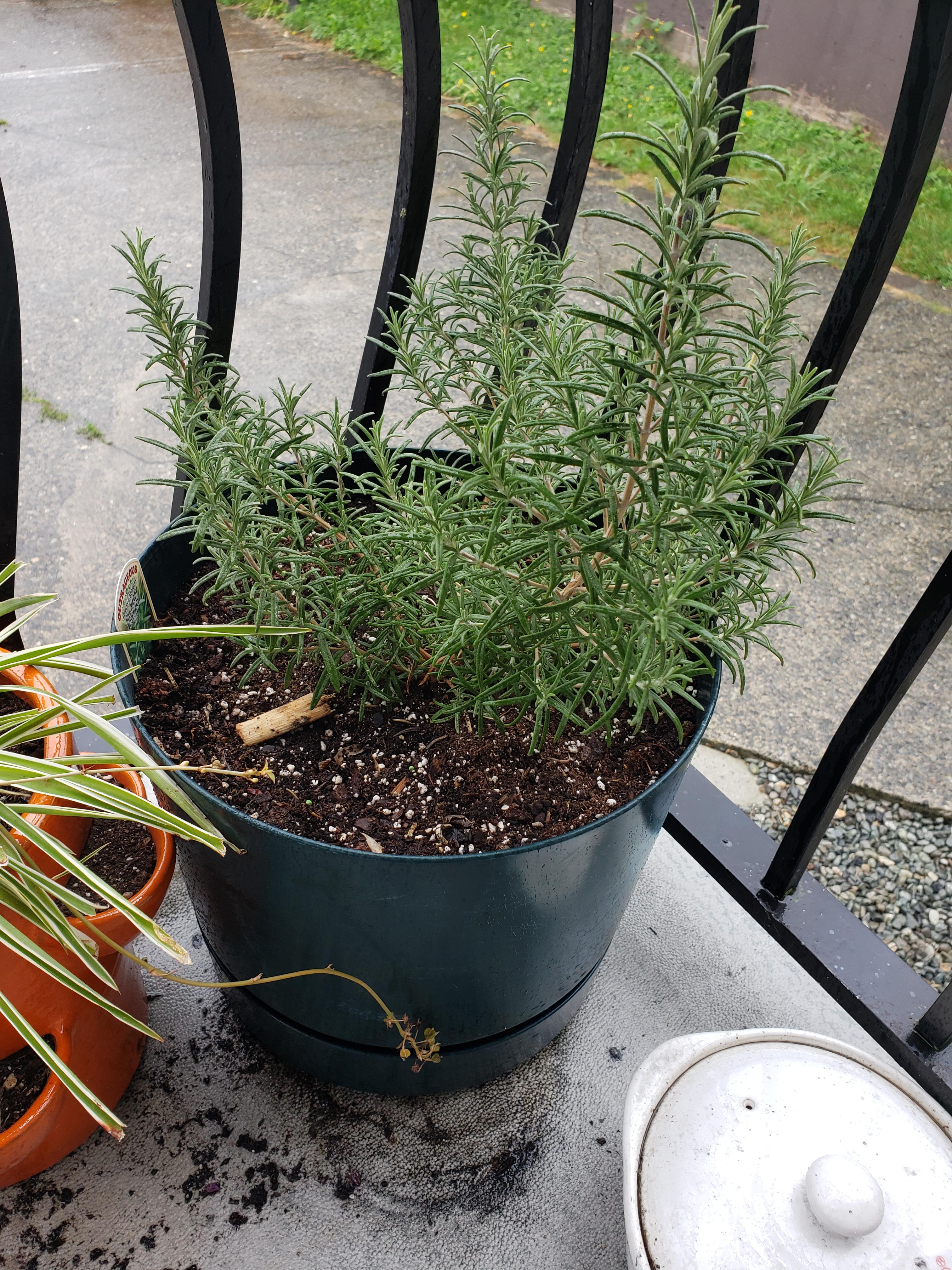 I'm in Zone 8. Think this rosemary will do okay over the winter if I