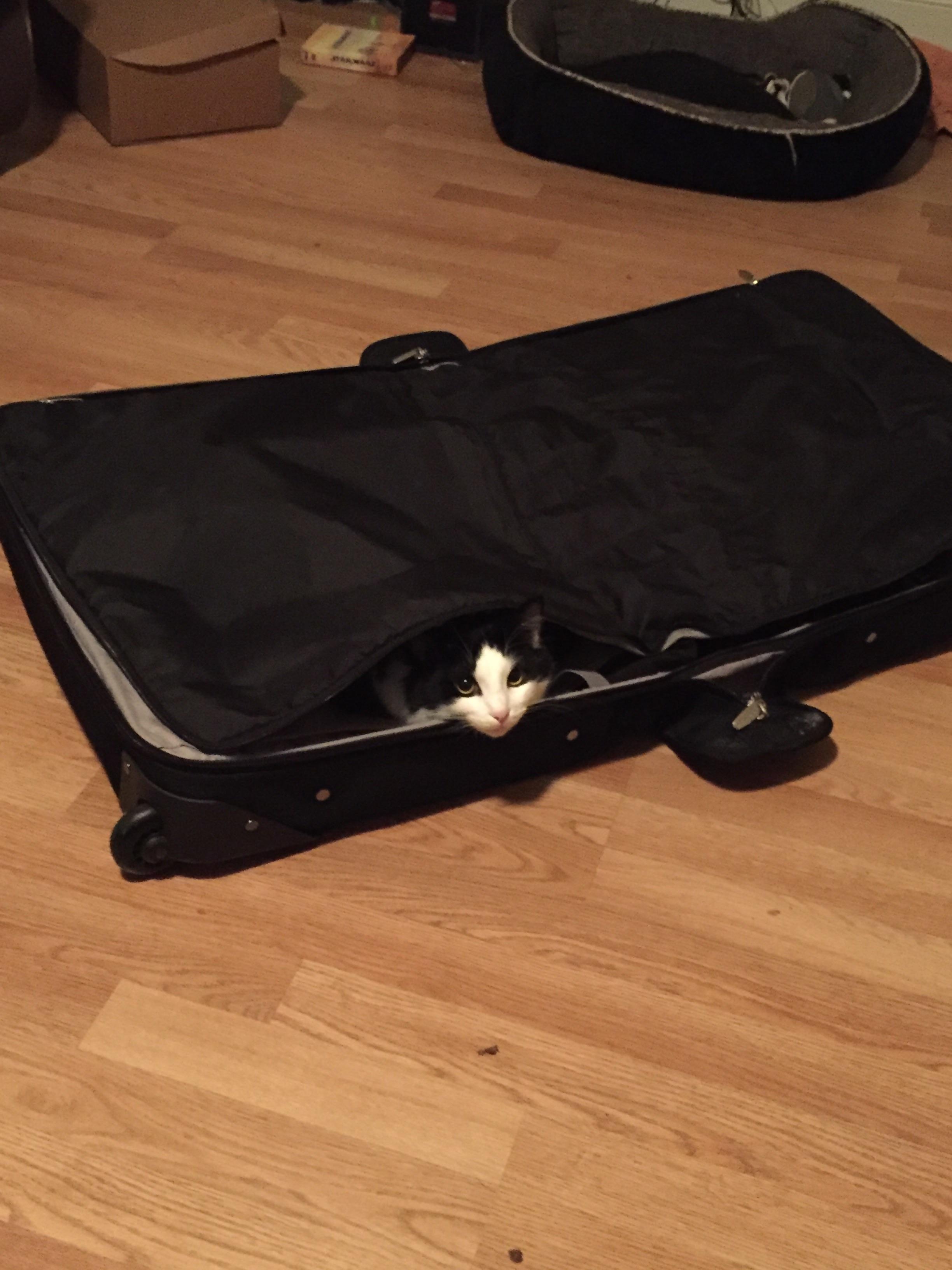 As we were packing for our cruise, someone tried to sneak into our