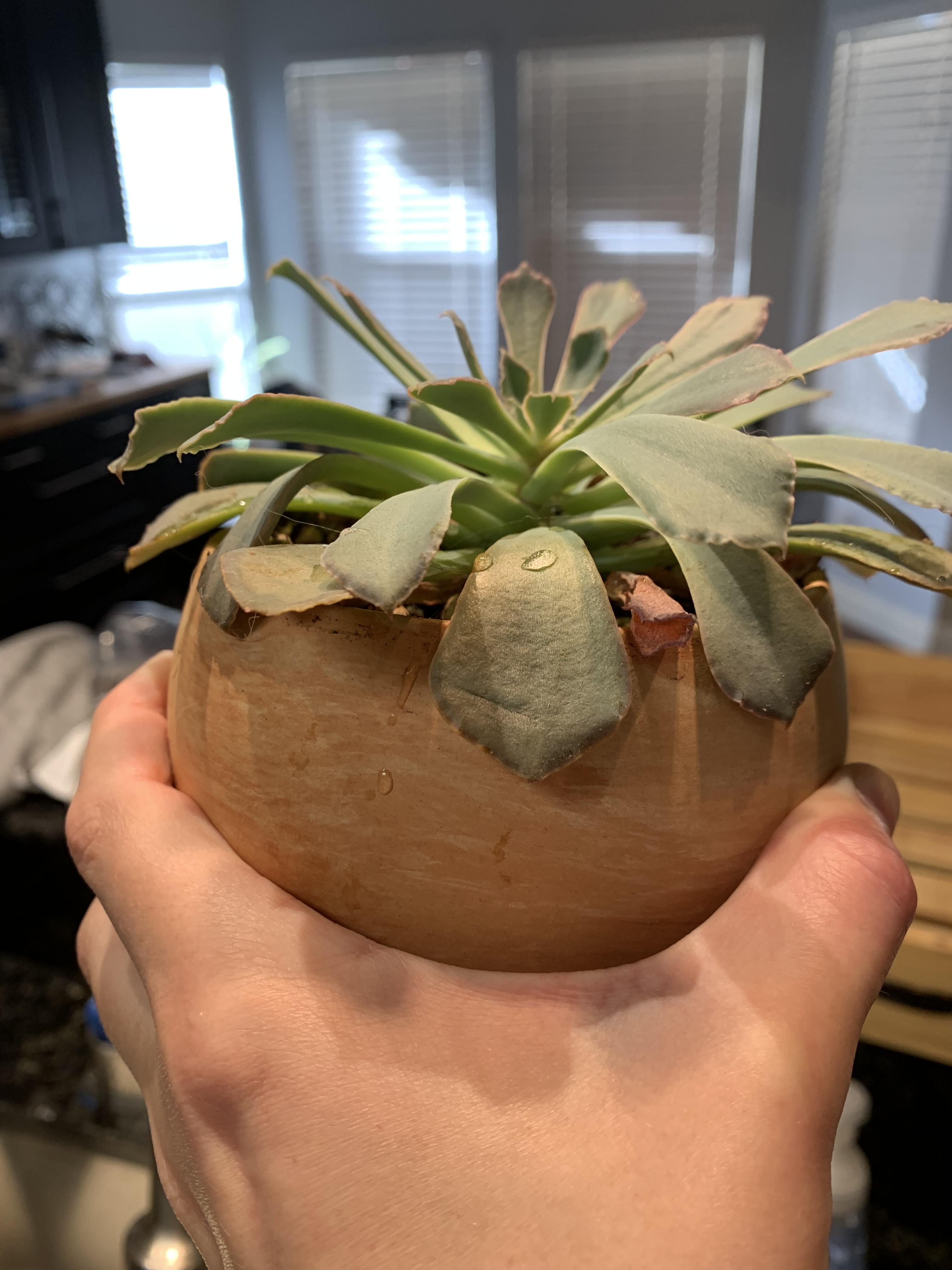 Why is my plant so sad?! r/plantclinic