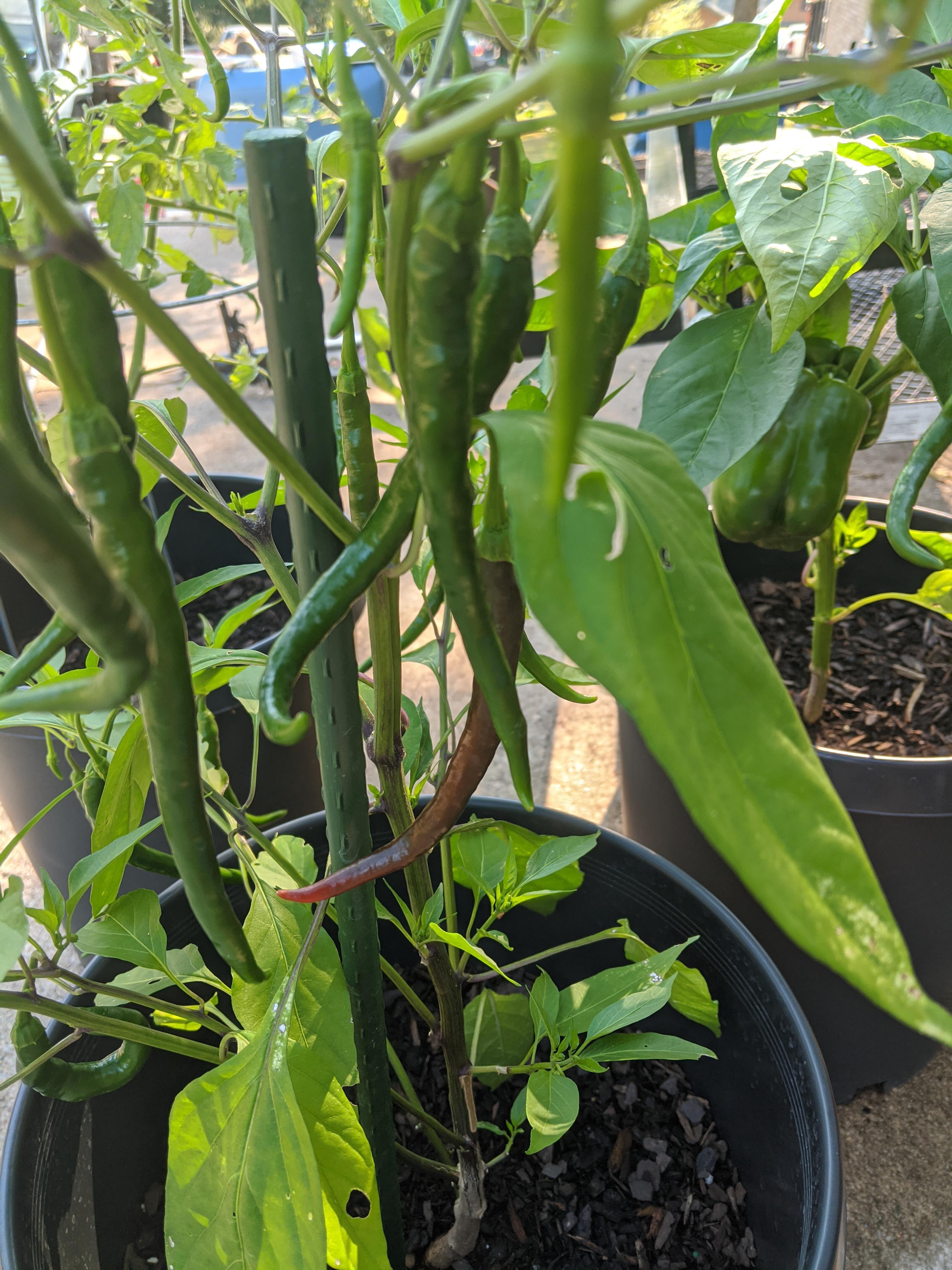 Finally starting to see some red on my Thai chili peppers! My first