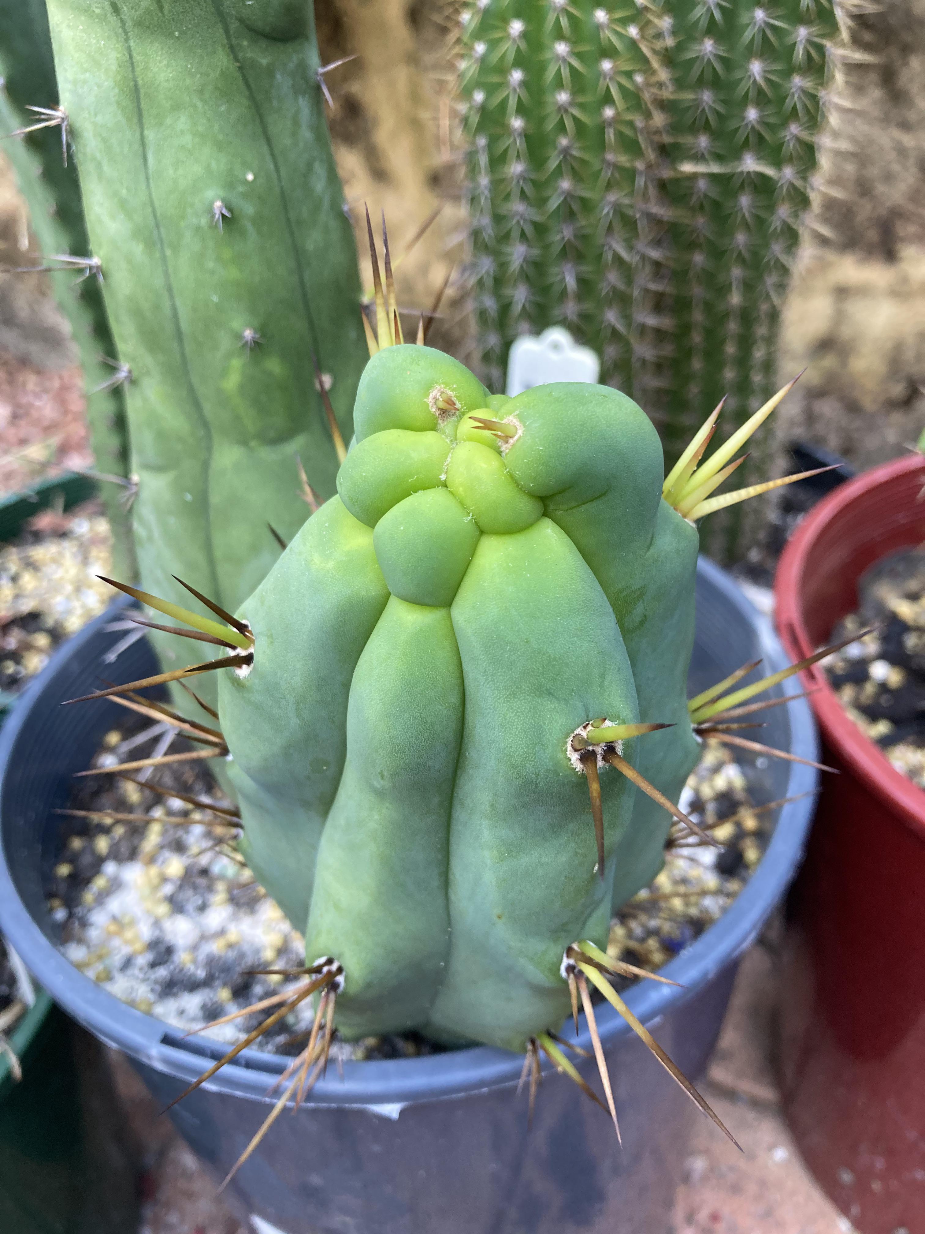 Original Melted Wax! r/sanpedrocactus