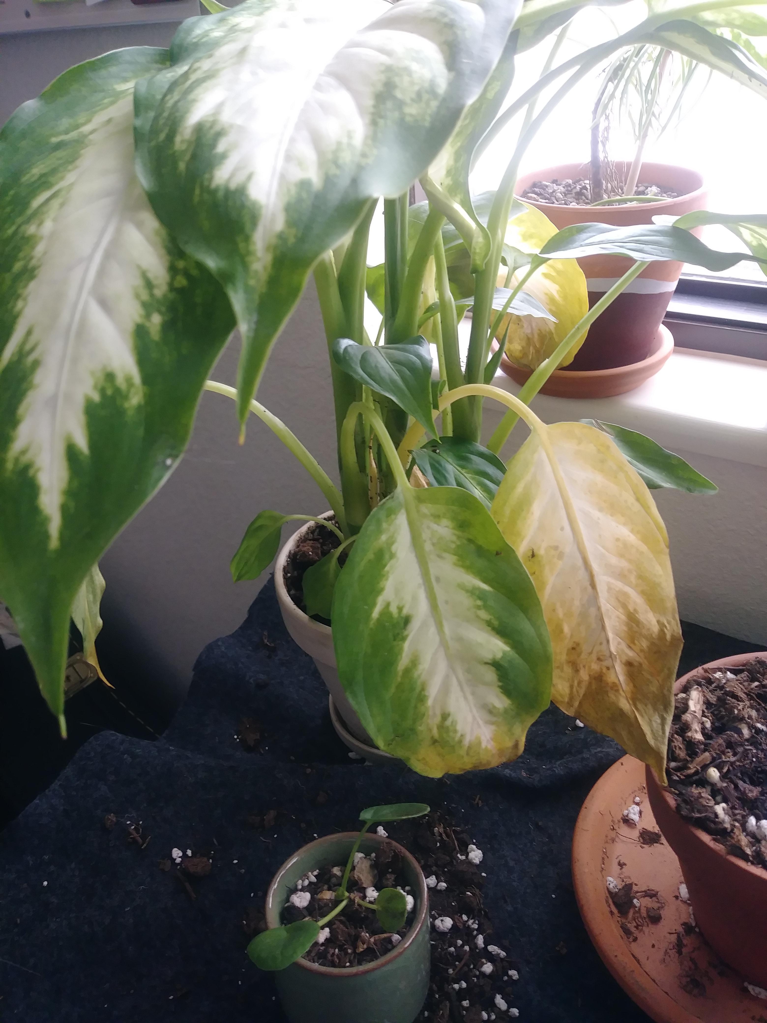 Dumb cane leaves yellowing and drying despite moist soil? r/plantclinic