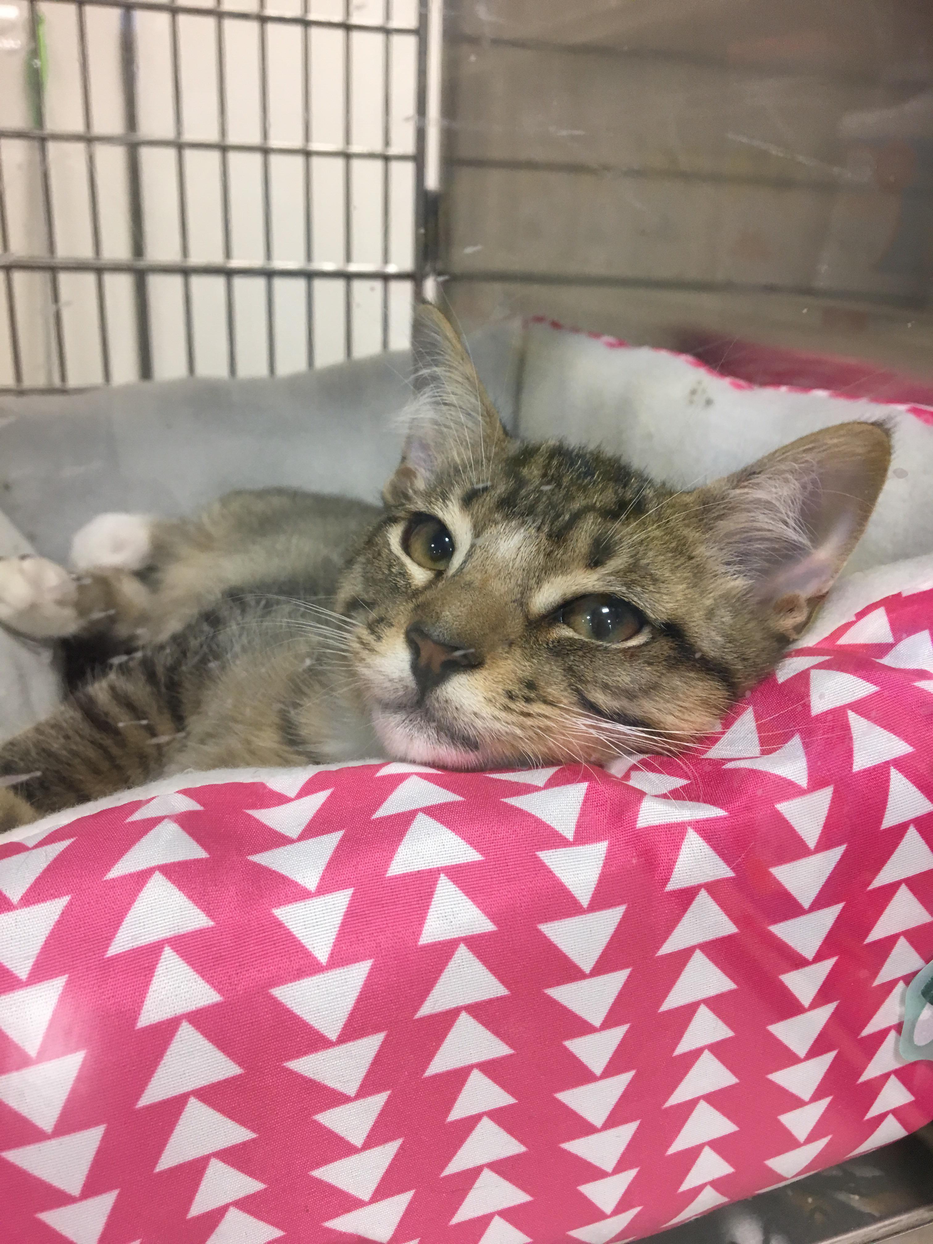 Saw this guy at petsmart. Could only play with him from behind glass for 5 minutes but he was