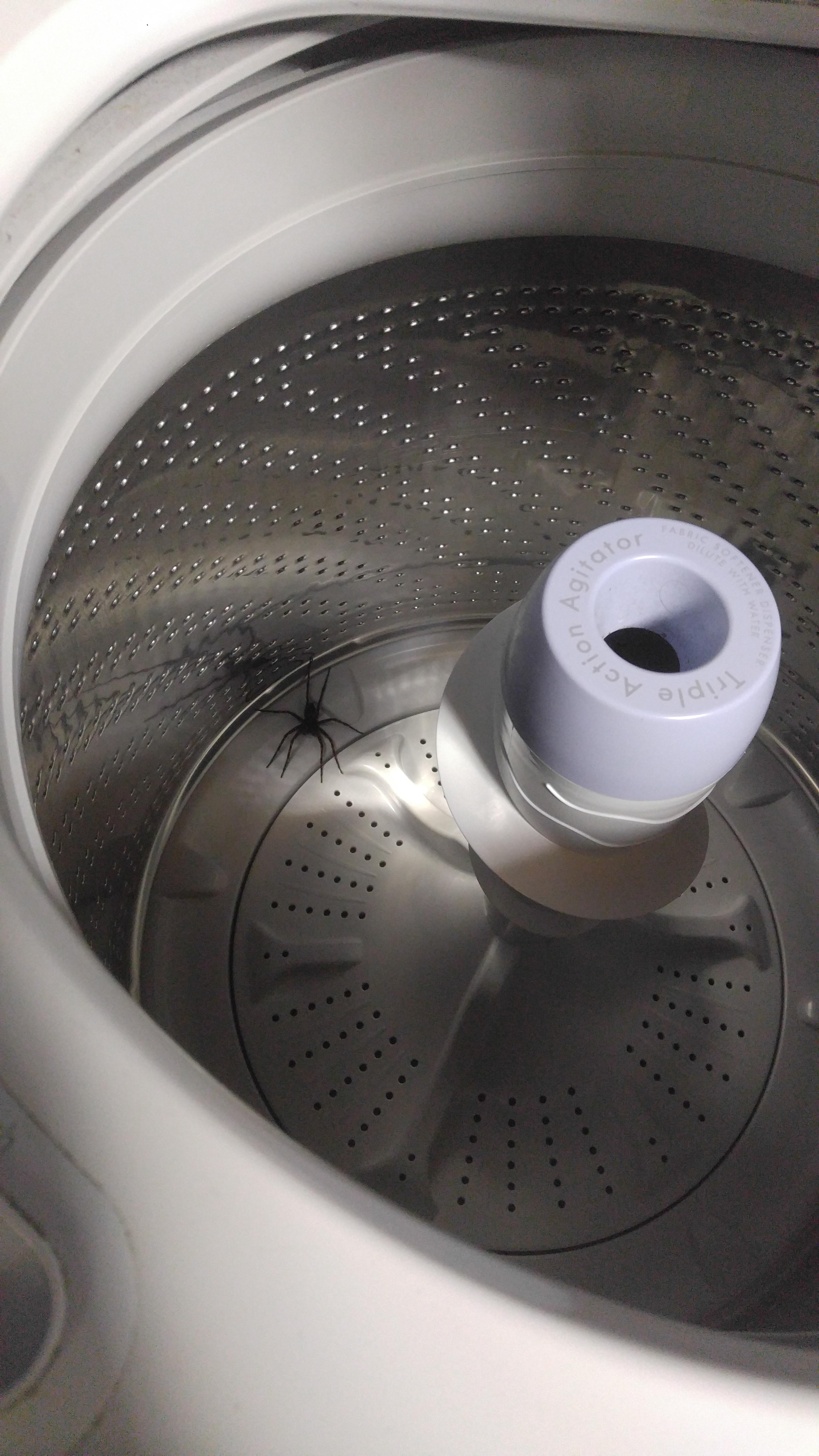 [Southern MD] ID needed while this guy chills in my washing machine r